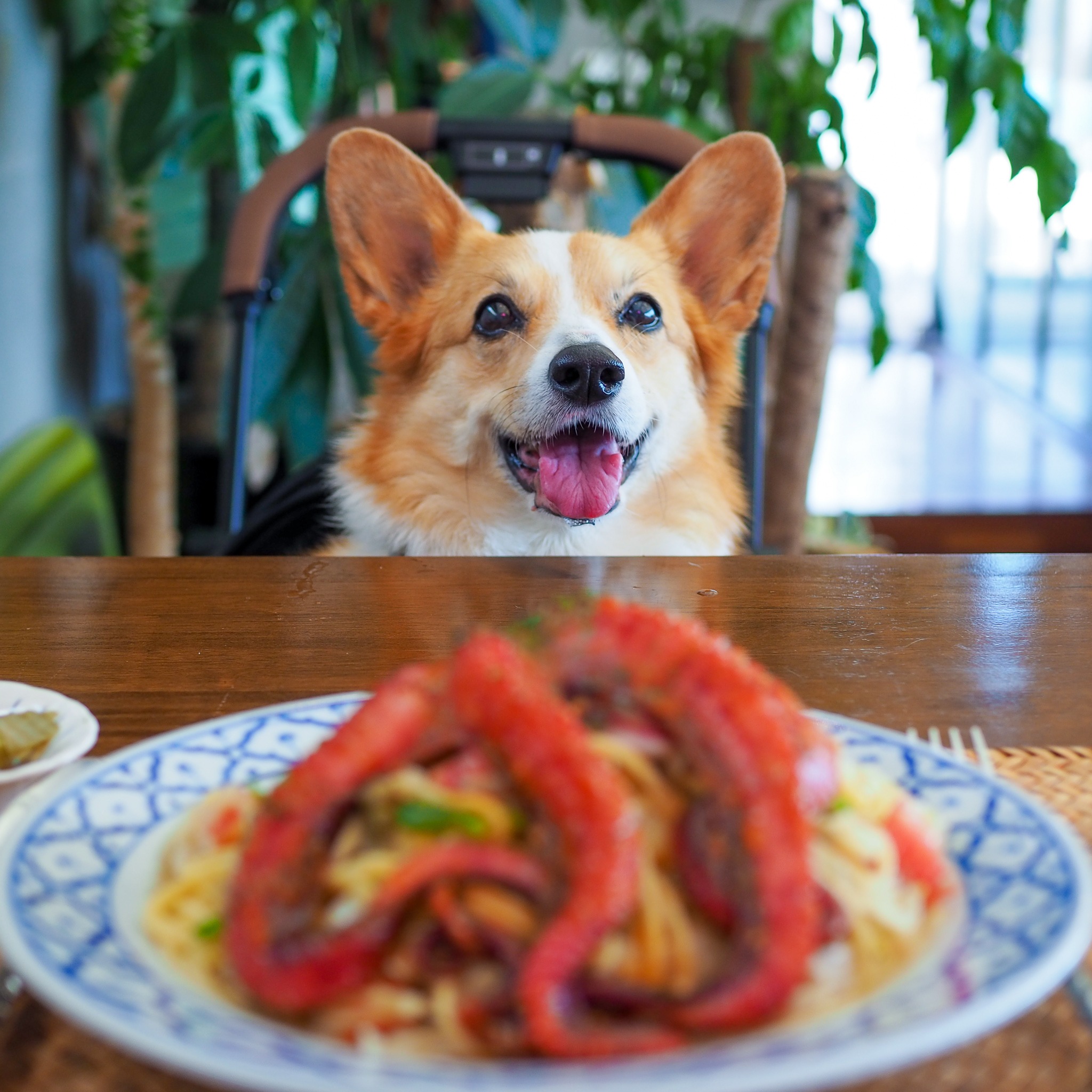 음식과 함께 있는 강아지