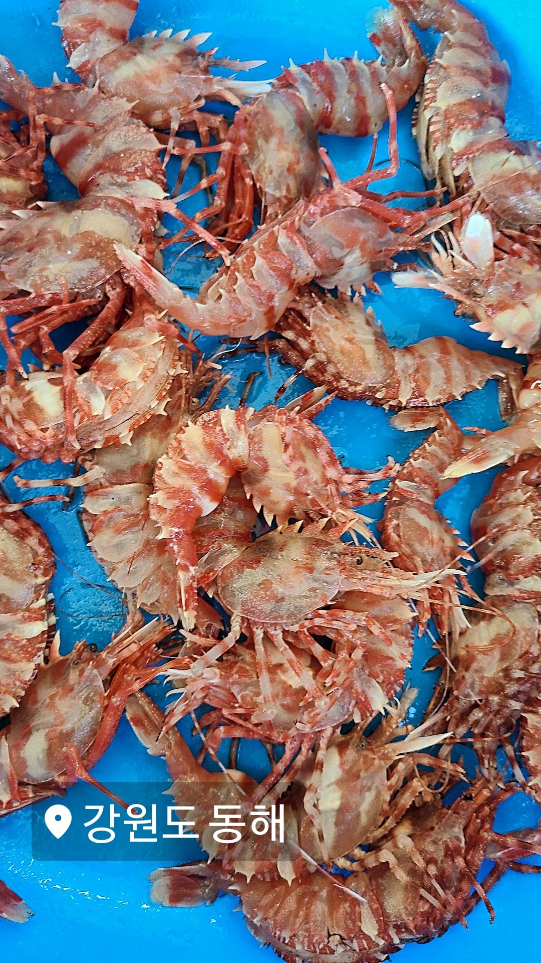 [동해 맛집 묵호원조대게] 직접 가본 로컬 리뷰