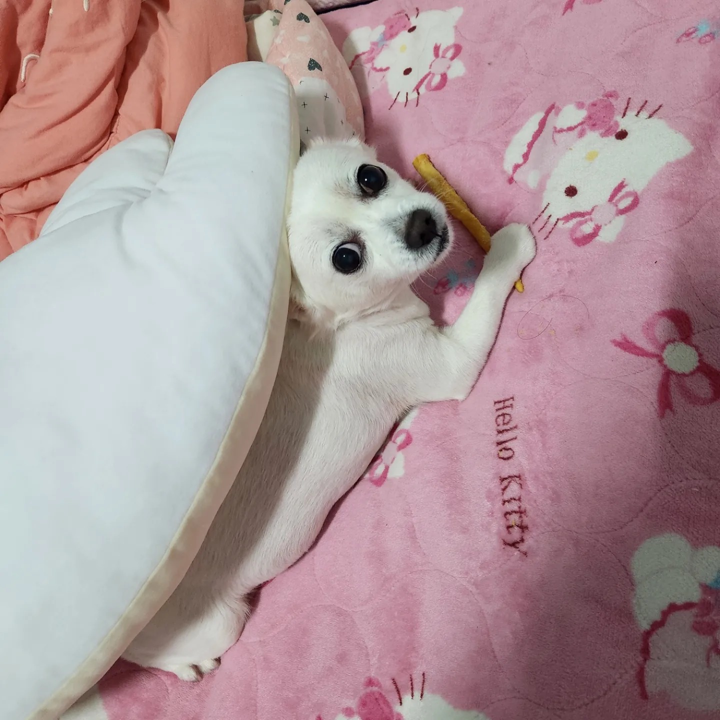 행복이 있는 동물병원 사진 4