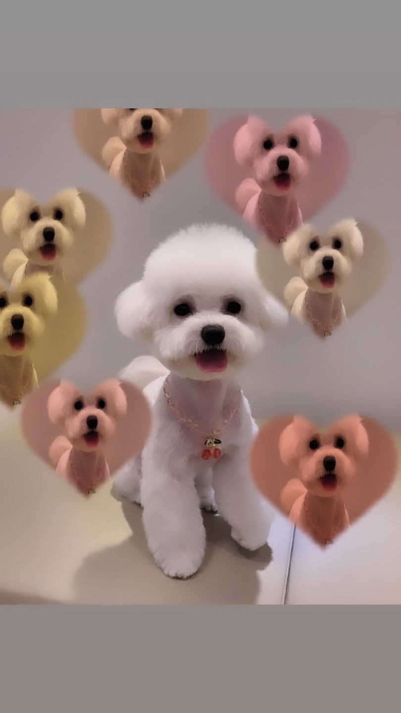 디아동물병원 사진 2