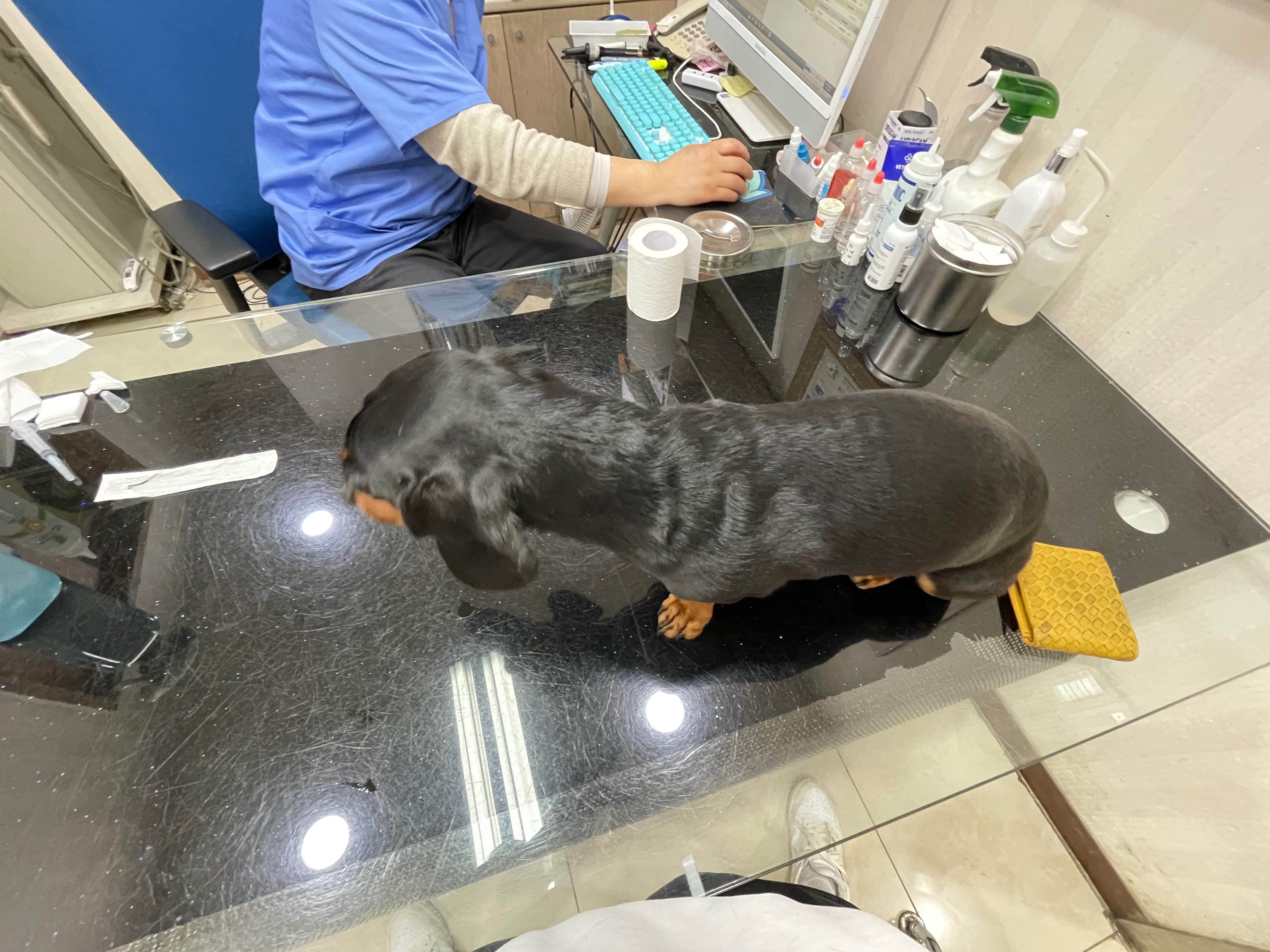 라임동물병원 사진 5