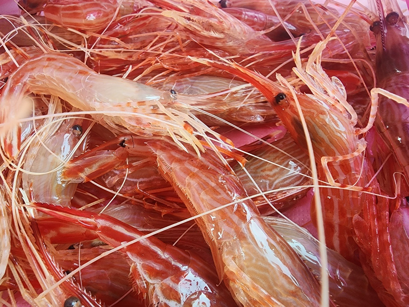 [동해 맛집 묵호원조대게] 직접 가본 로컬 리뷰