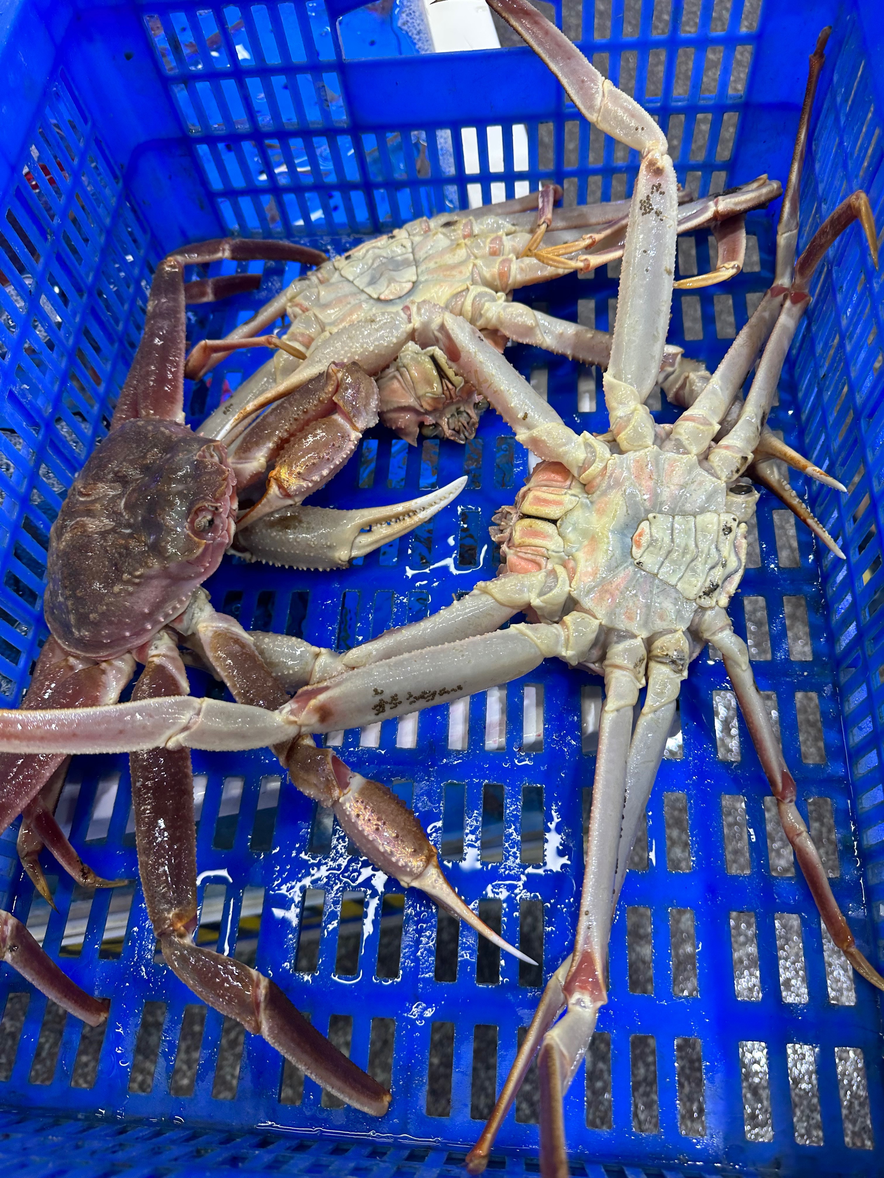 맛있게 잘 먹고 왔어요! - 삼척항 맛집 삼척대게 본점