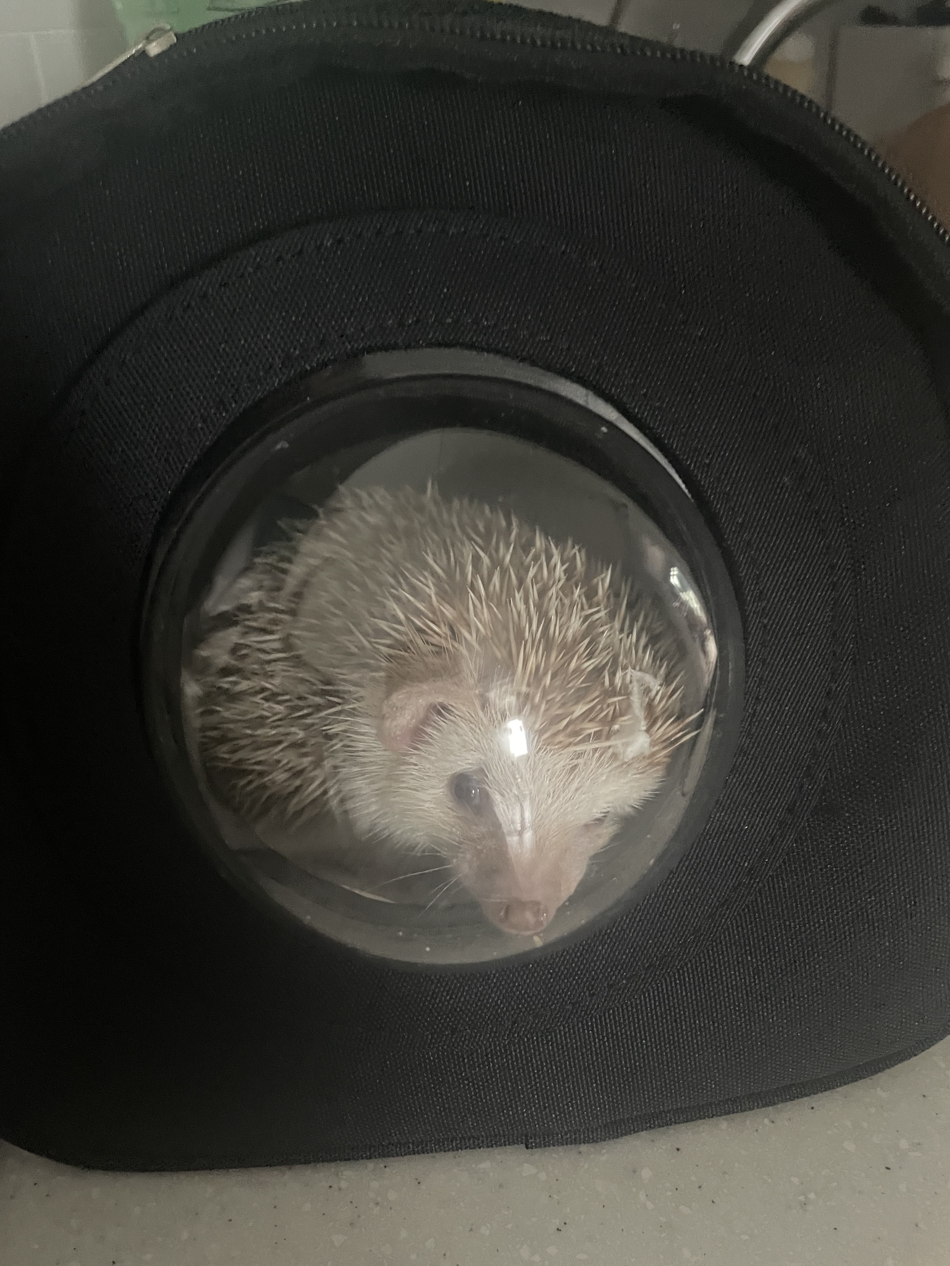 하나동물병원 사진 2