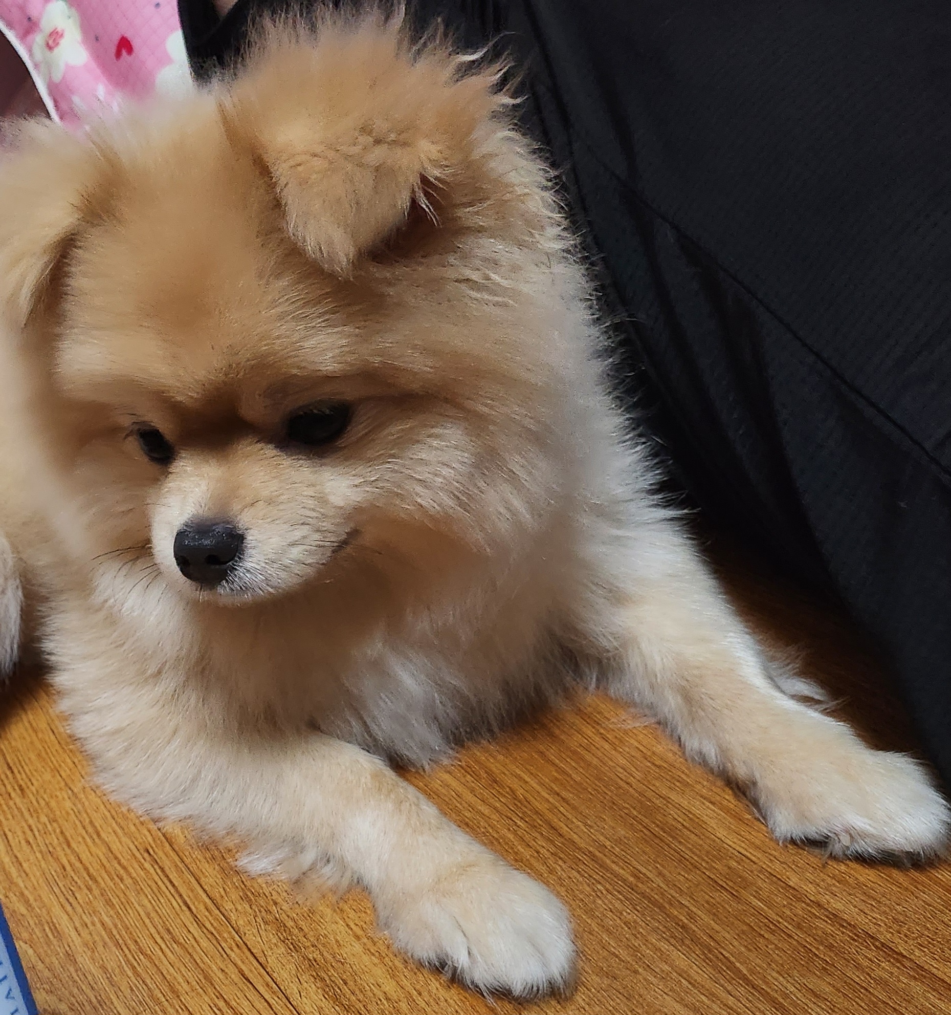 강북동물병원 사진 4