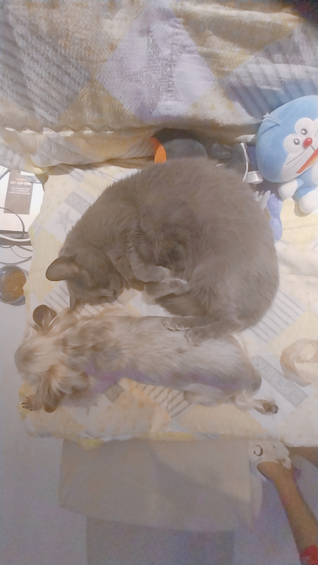 가야동물병원 사진 2
