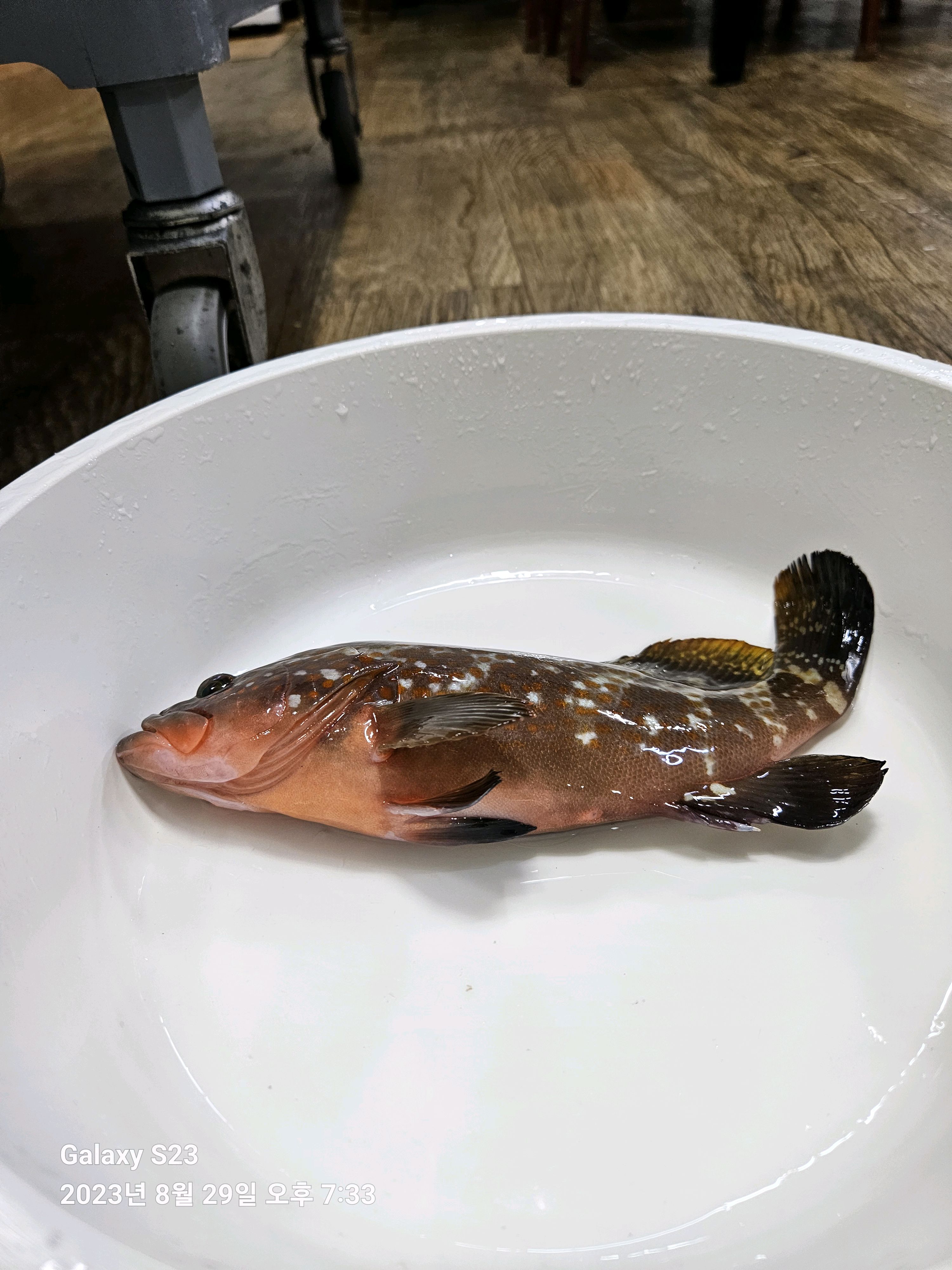 굿 제주에서 유명한 다금바리회 정말 맛나게 잘먹었어요 매운탕도 밋있고 오래영업하는 동네장사