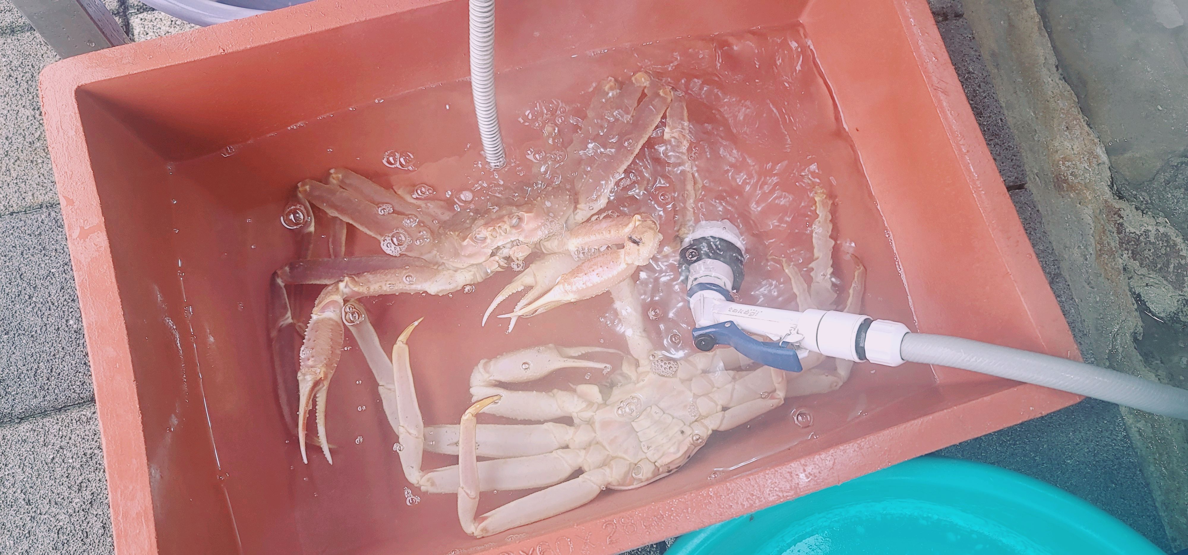 여긴 당연코 삼척에서 젤 좋은 대게 맛집입니다. - 삼척항 맛집 대게킹