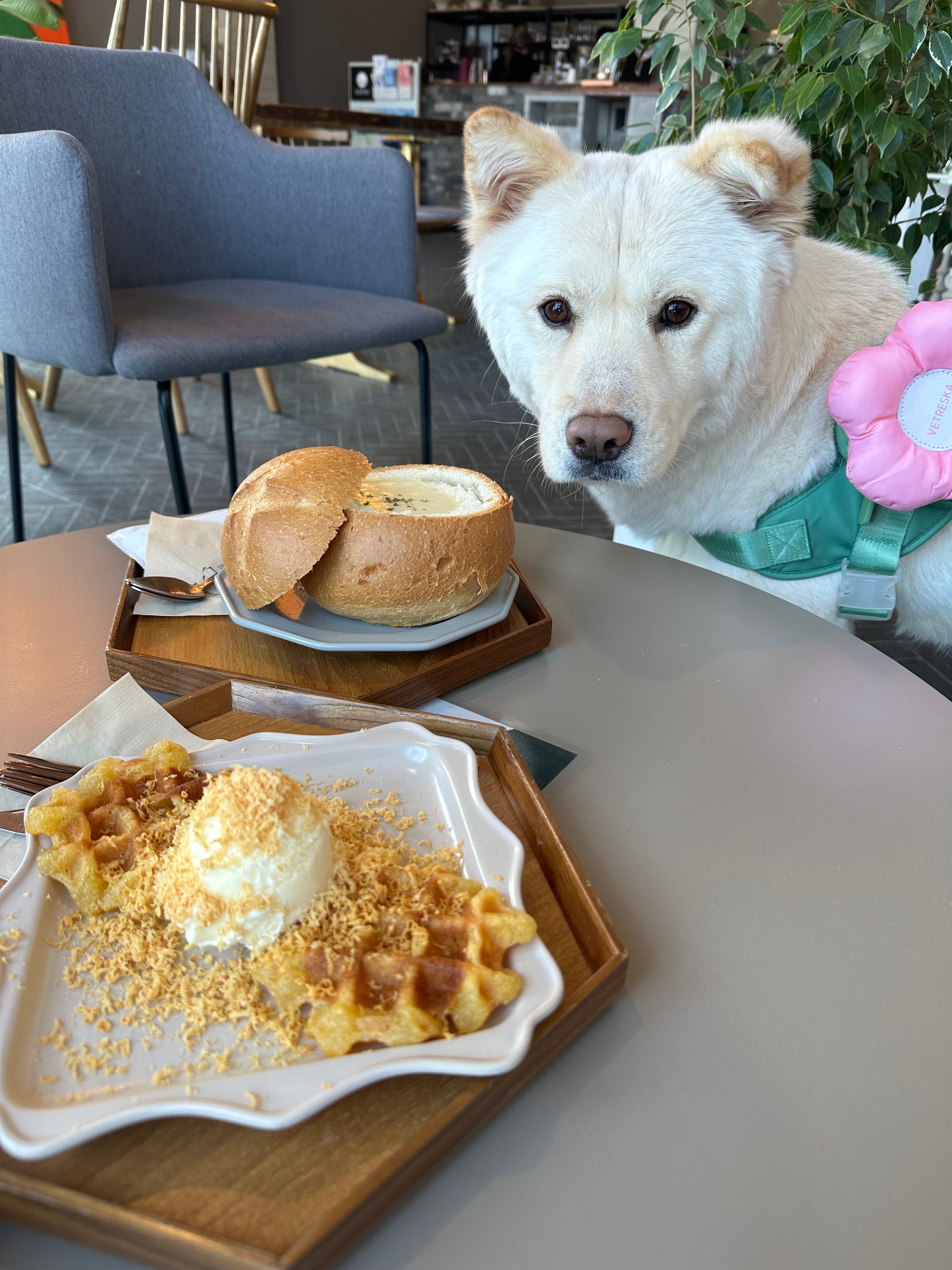 [강릉 맛집 고심쌀롱] 직접 가본 로컬 리뷰