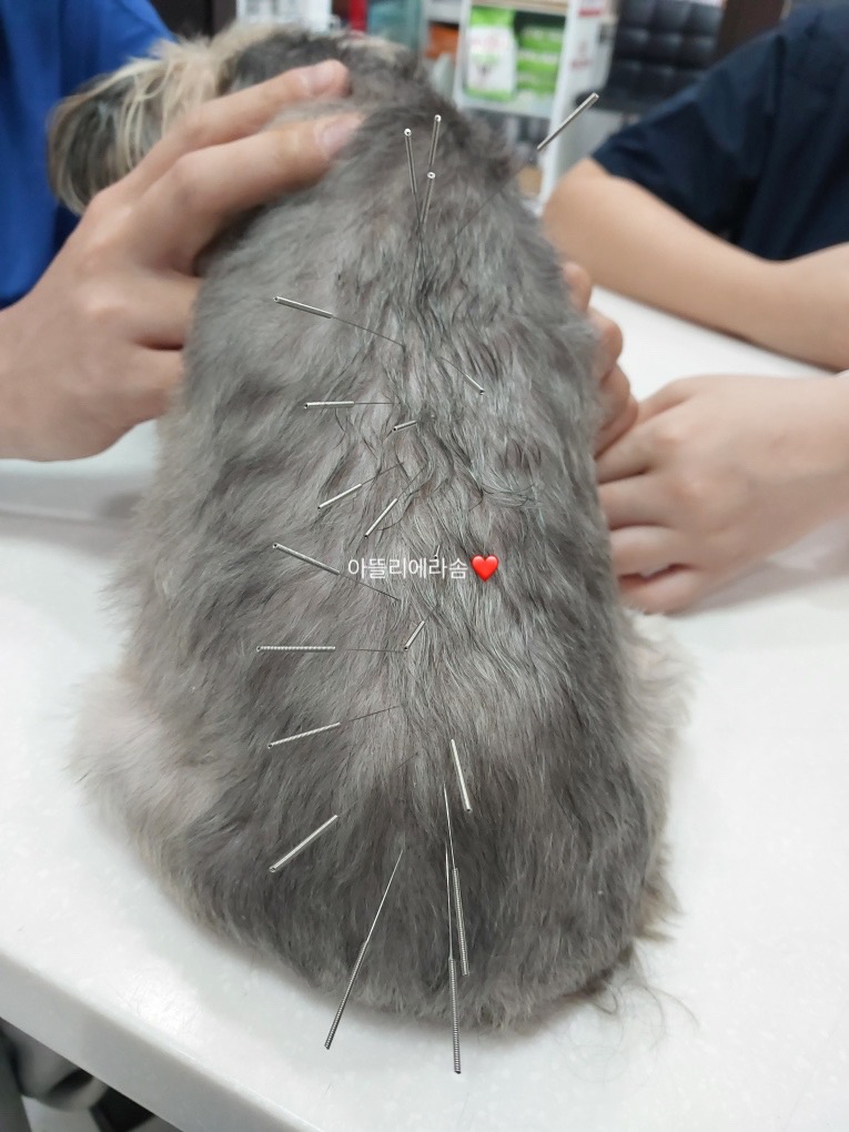 PET25시동물병원 사진 5