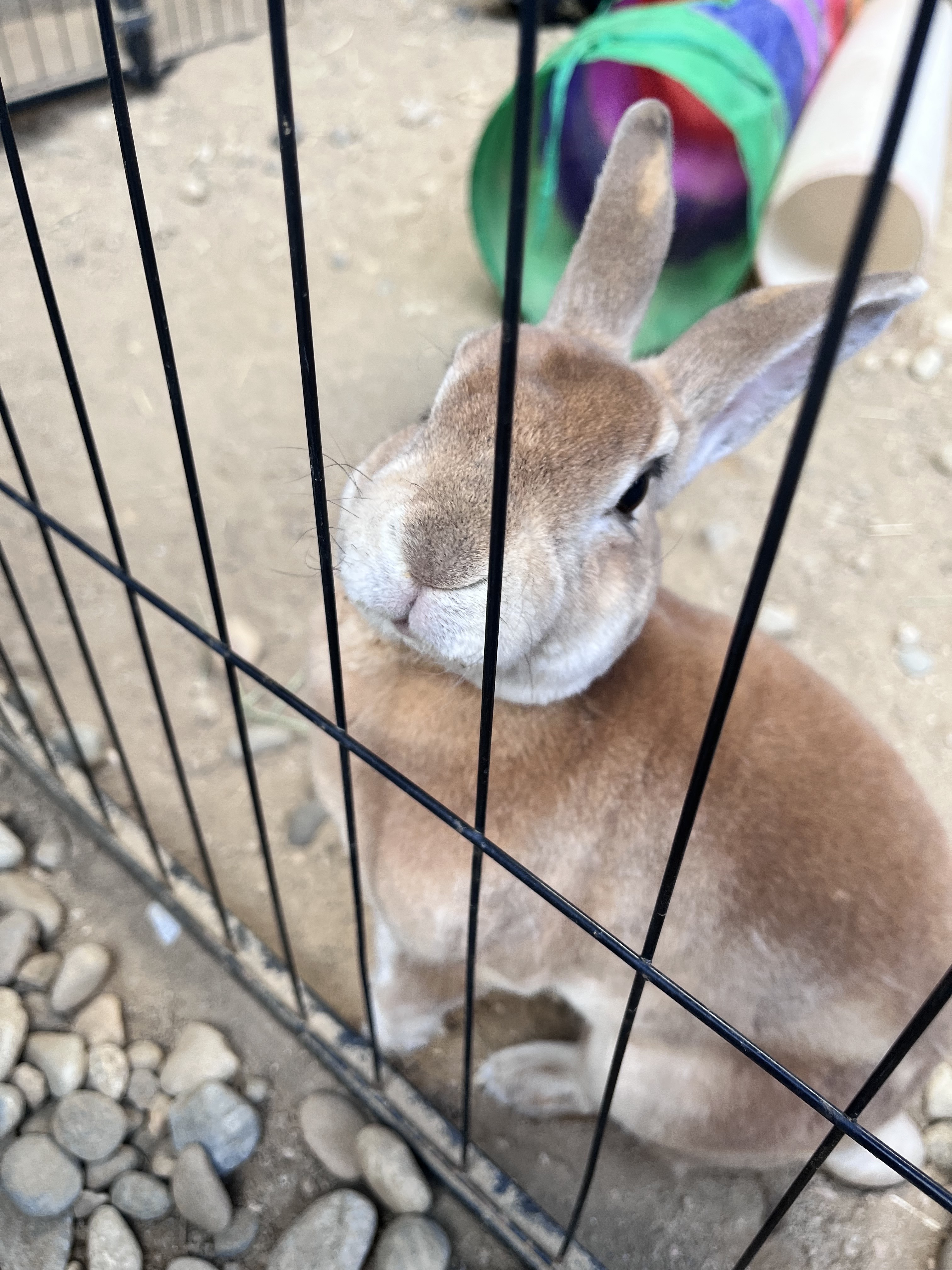  한국 서울 홍대입구역 주변 퓨전 한식당 서울아일랜드