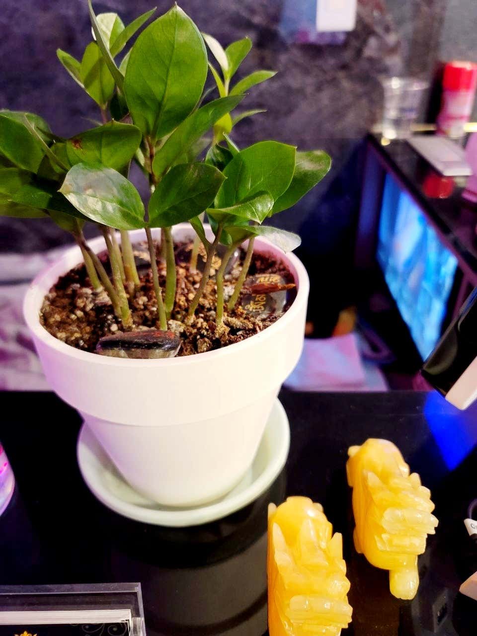 퀸아로마 (고덕) 매장 사진 10