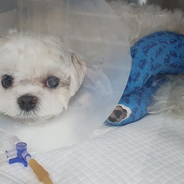 더힐동물의료센터 사진 2