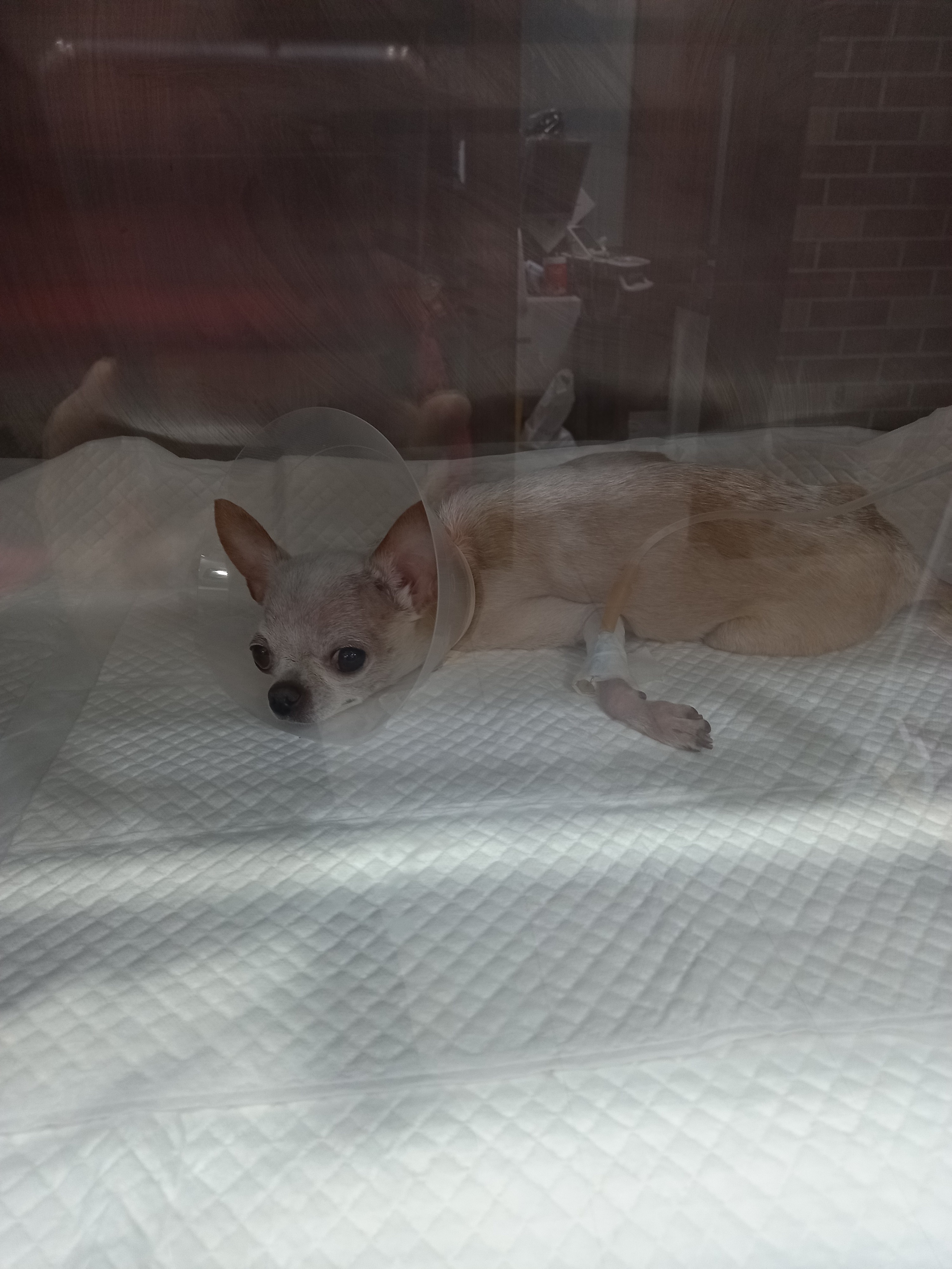 뷰티펫동물병원 사진 4