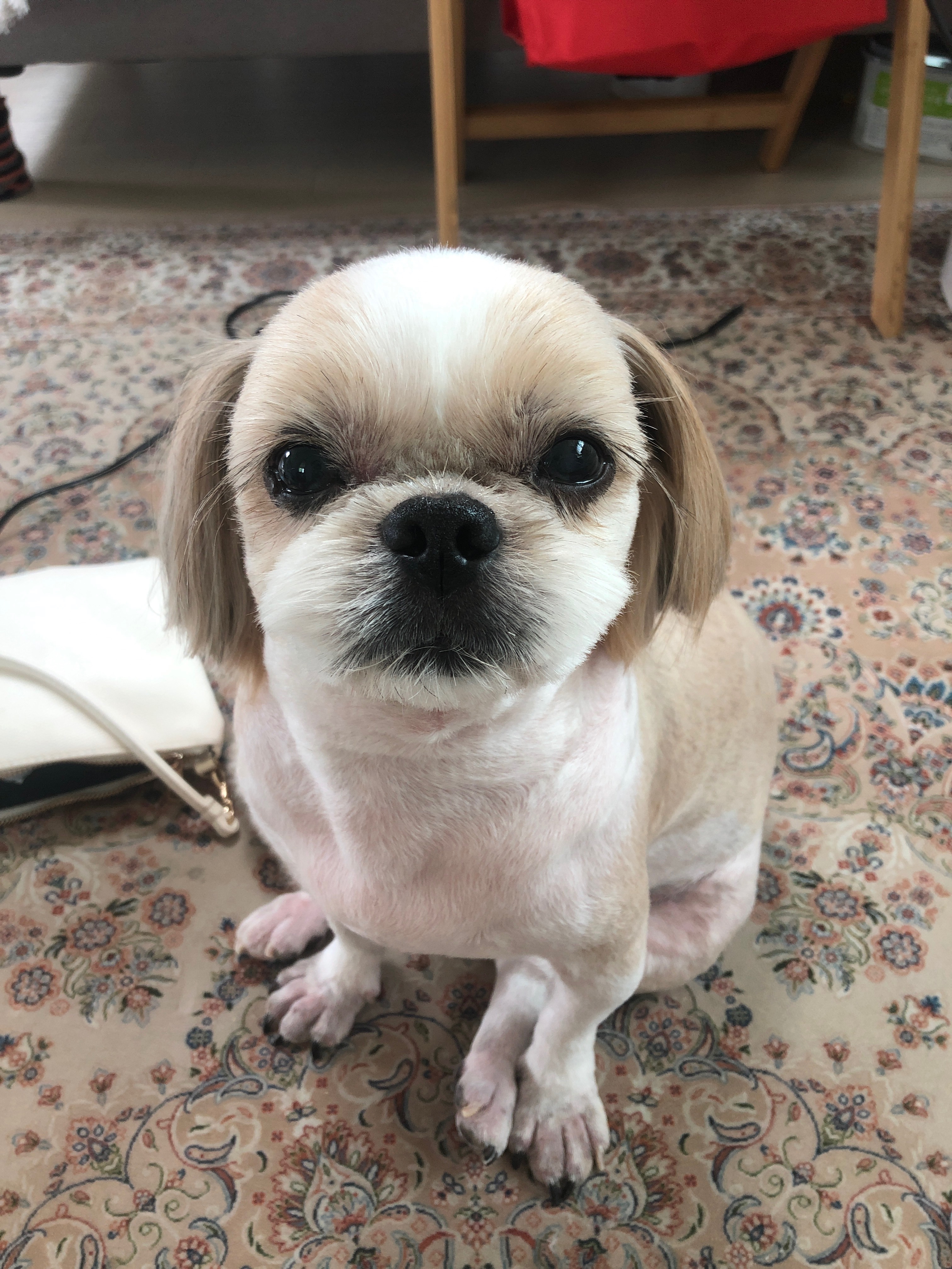 이태원동물병원 사진 2
