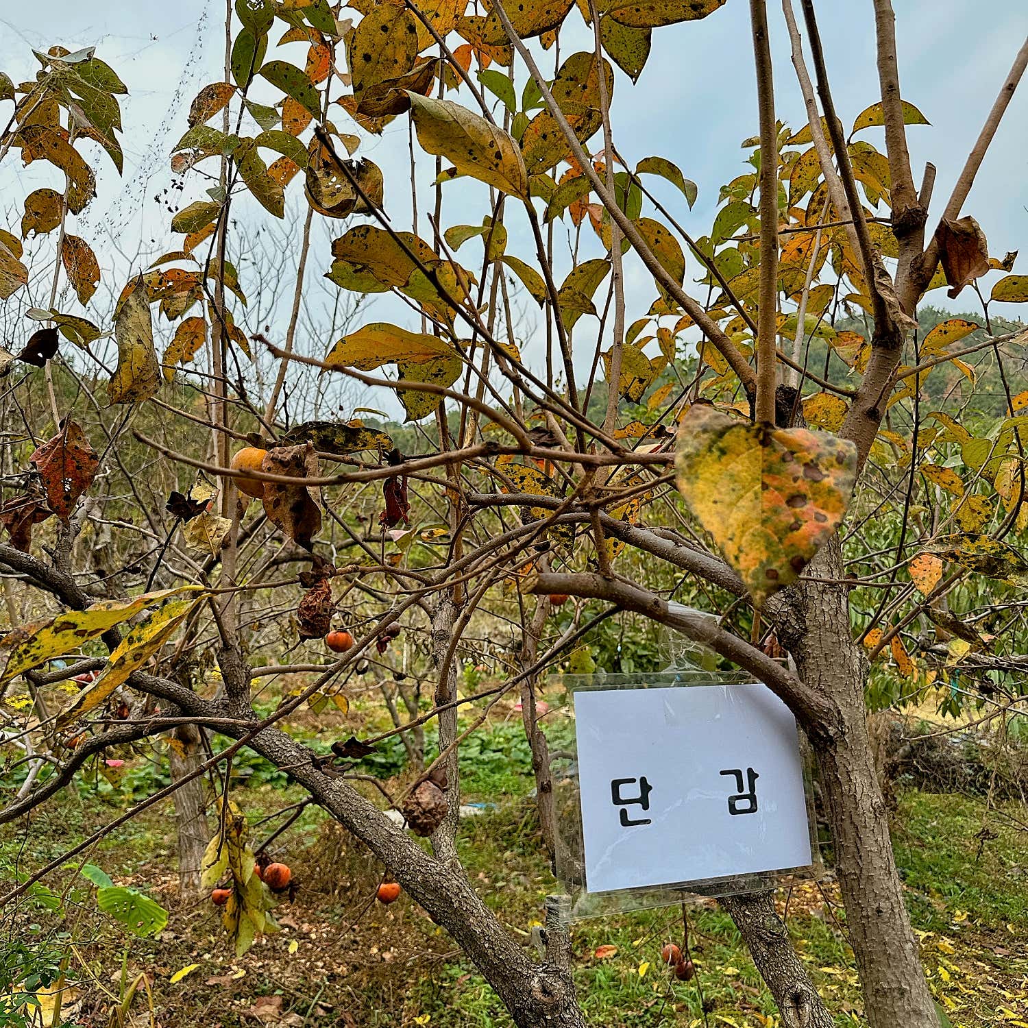 자연과무지개농원&천연염색 체험장 이미지 4