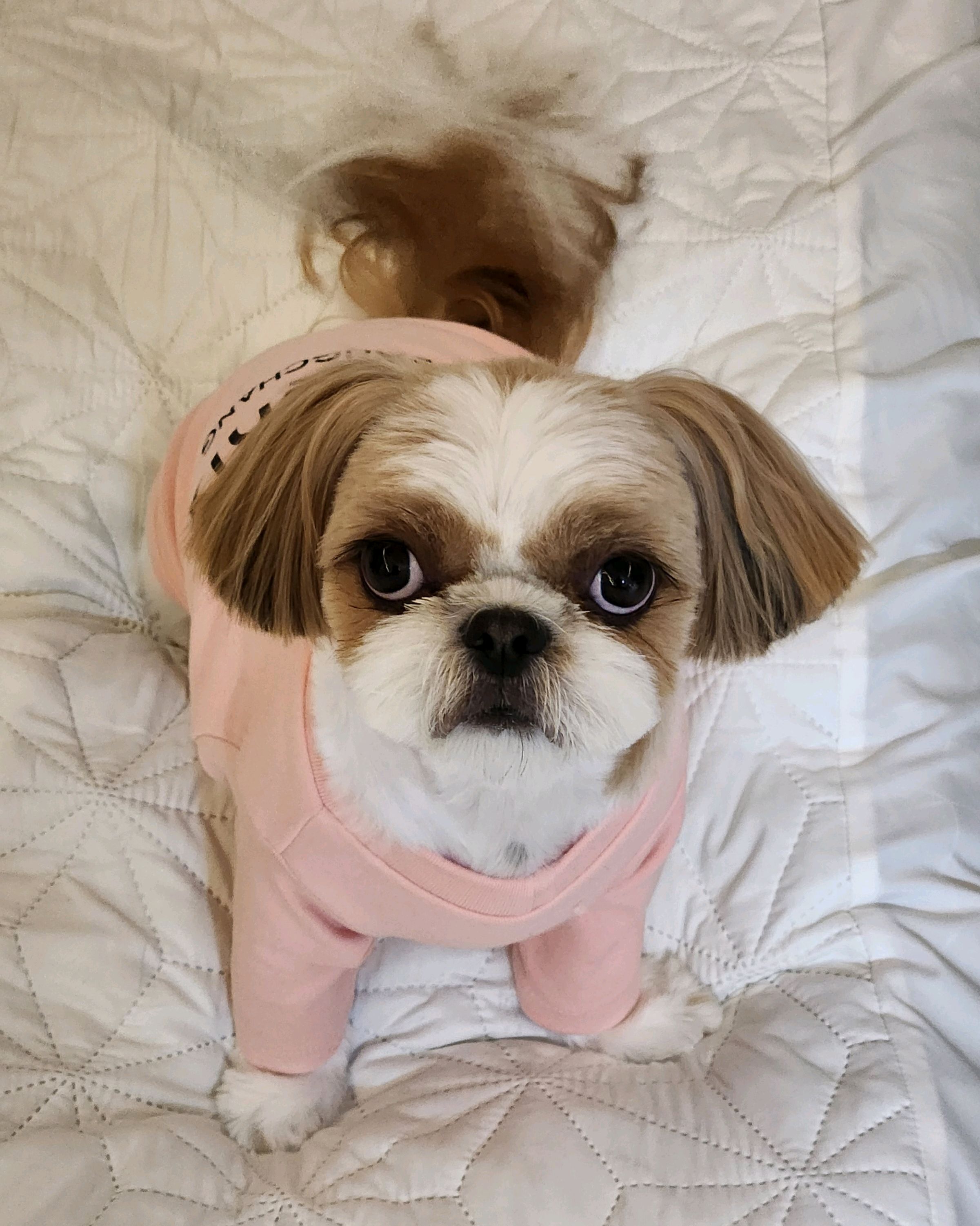 반려동물 의료센터 다울 사진 2