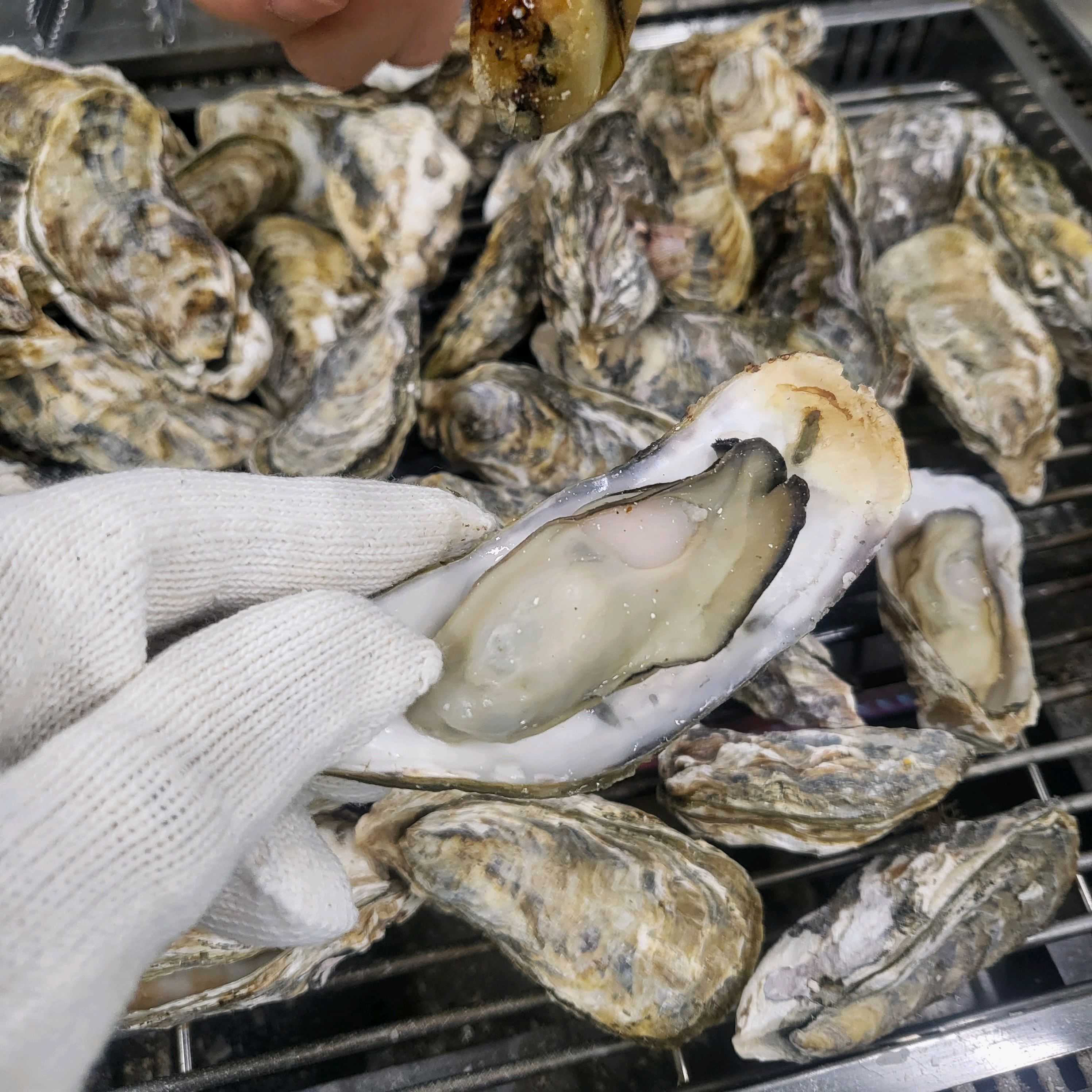 [여수 맛집 순애네 굴구이] 직접 가본 로컬 리뷰