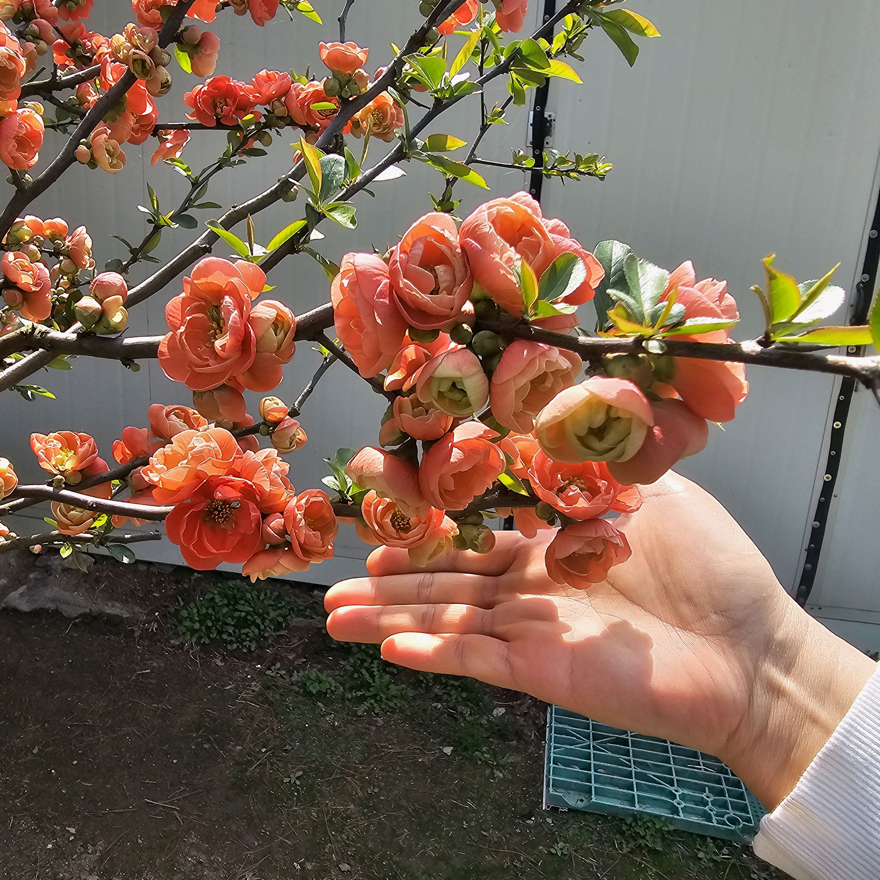 
화정역식당 니뽕내뽕 화정점