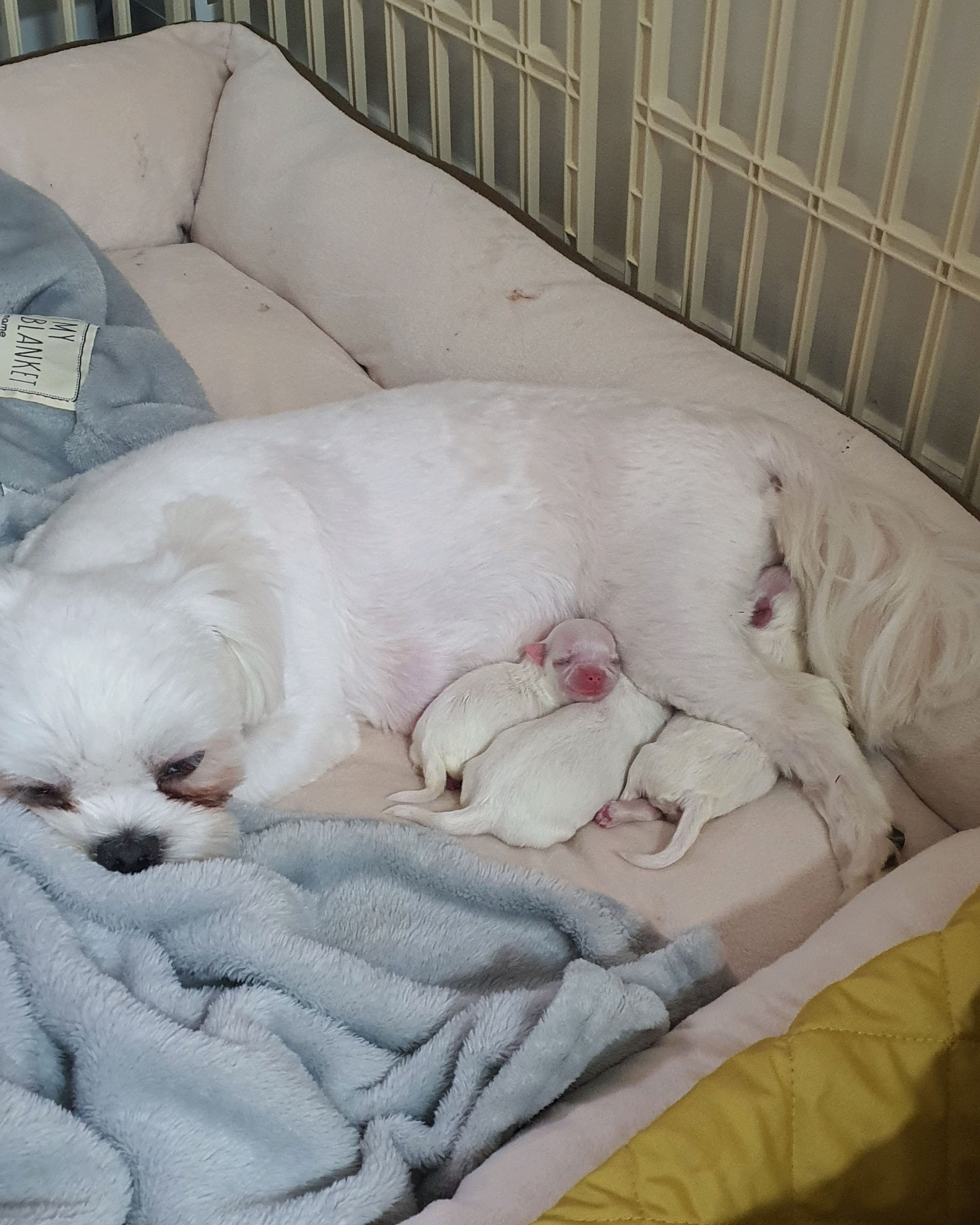 호평동물병원 사진 2