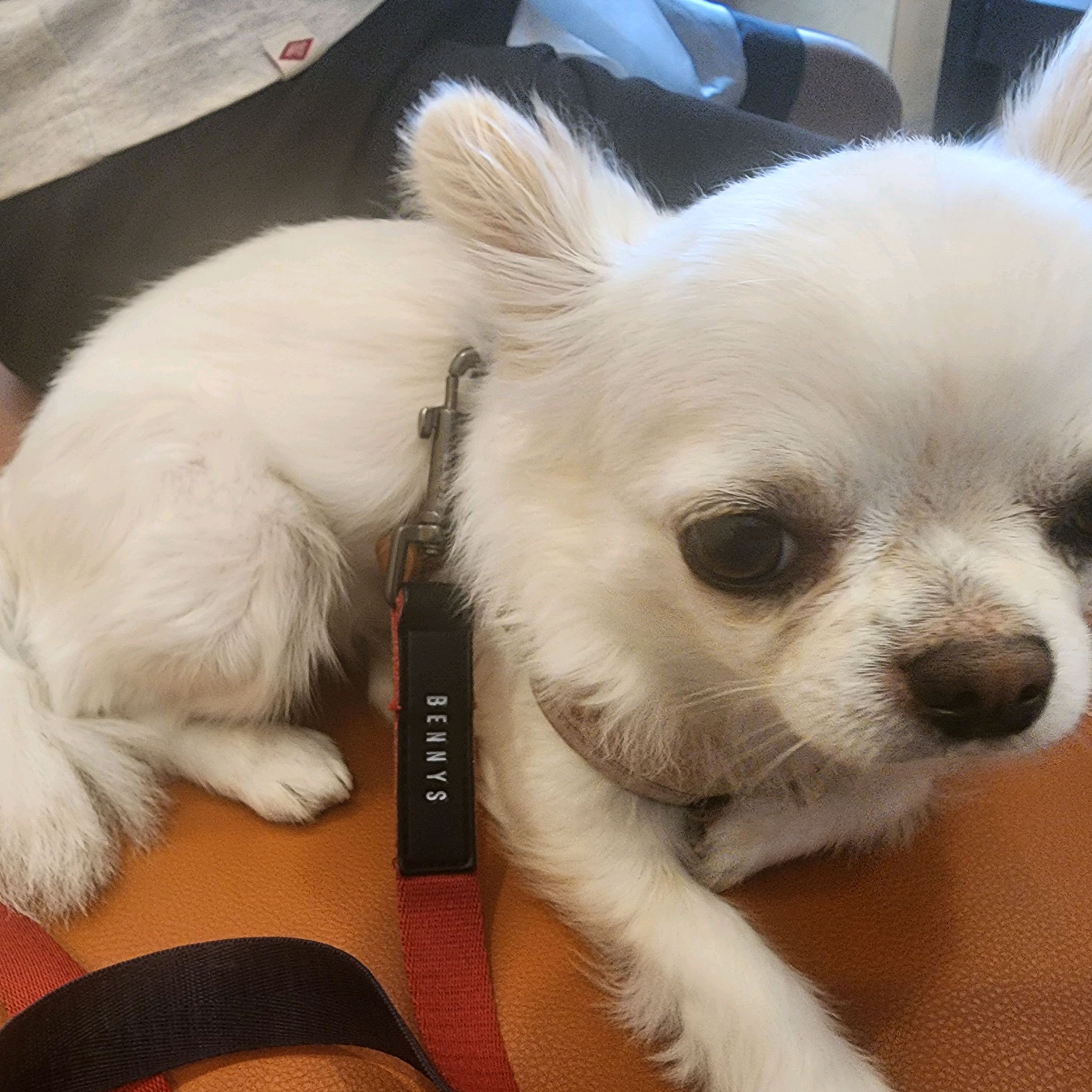  한국 서울 건대입구역 주변 전골 전문점 맛집 의정부정통부대찌개