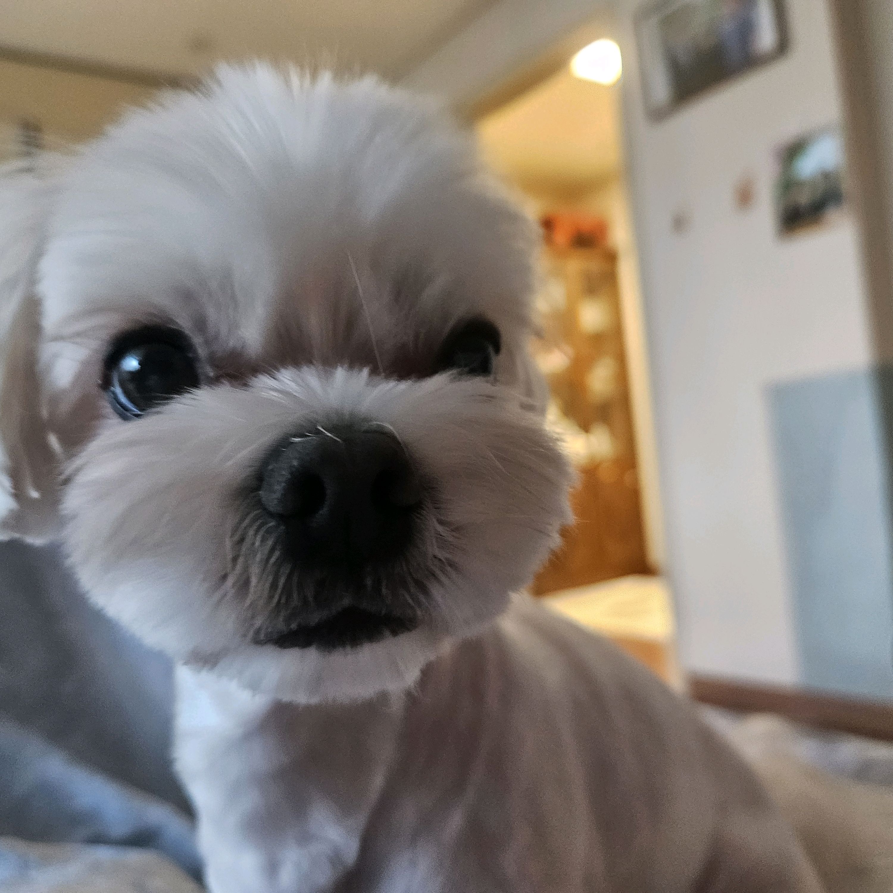 서초이음동물병원 사진 2