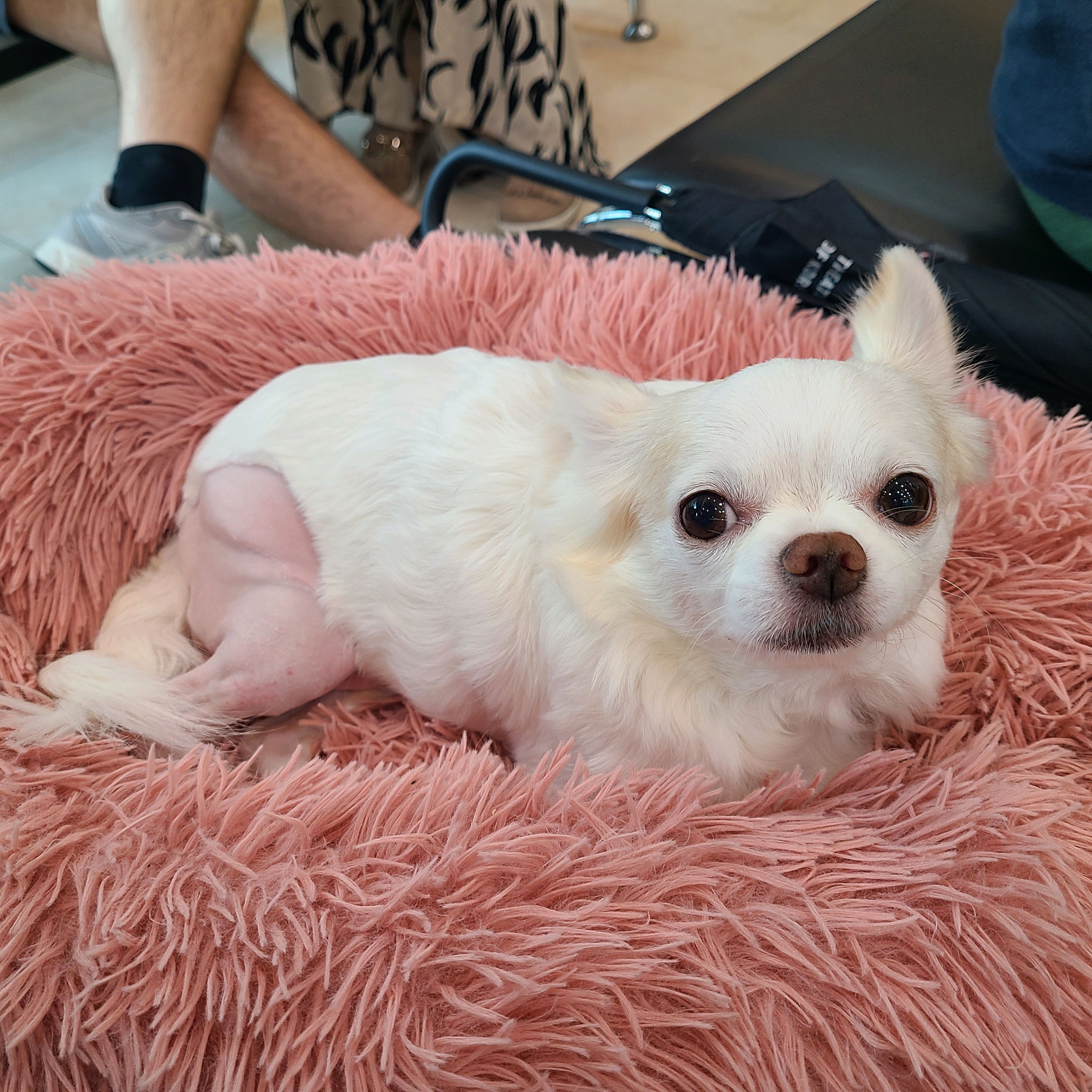 조규만외과동물병원 사진 3