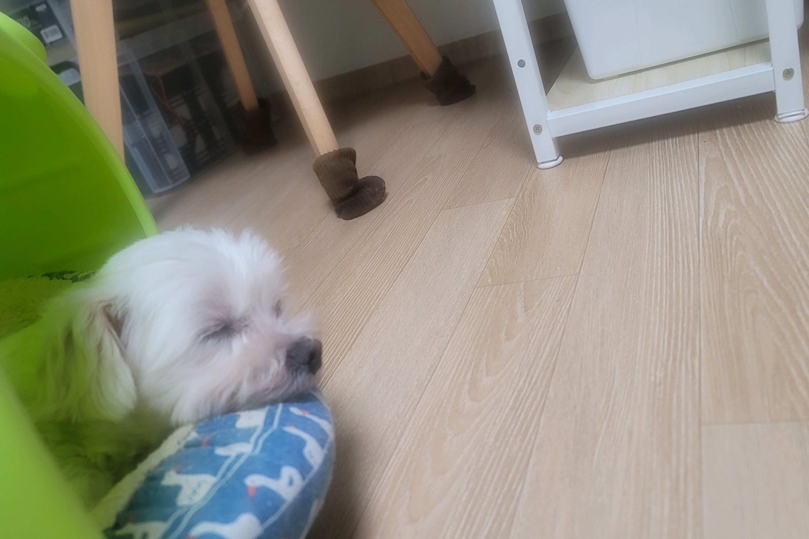 강북동물병원 사진 5