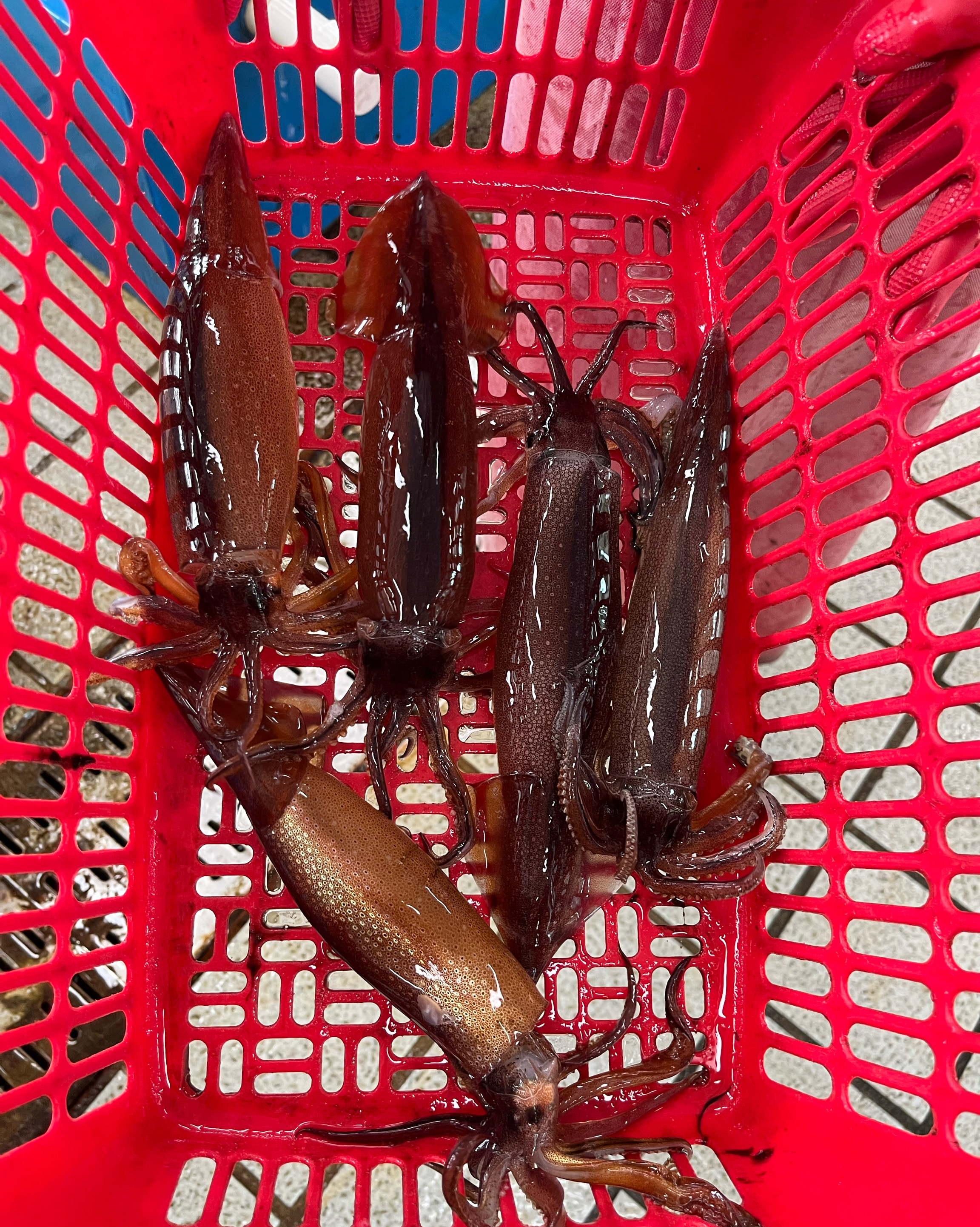 [동해 맛집 사라수산] 직접 가본 로컬 리뷰
