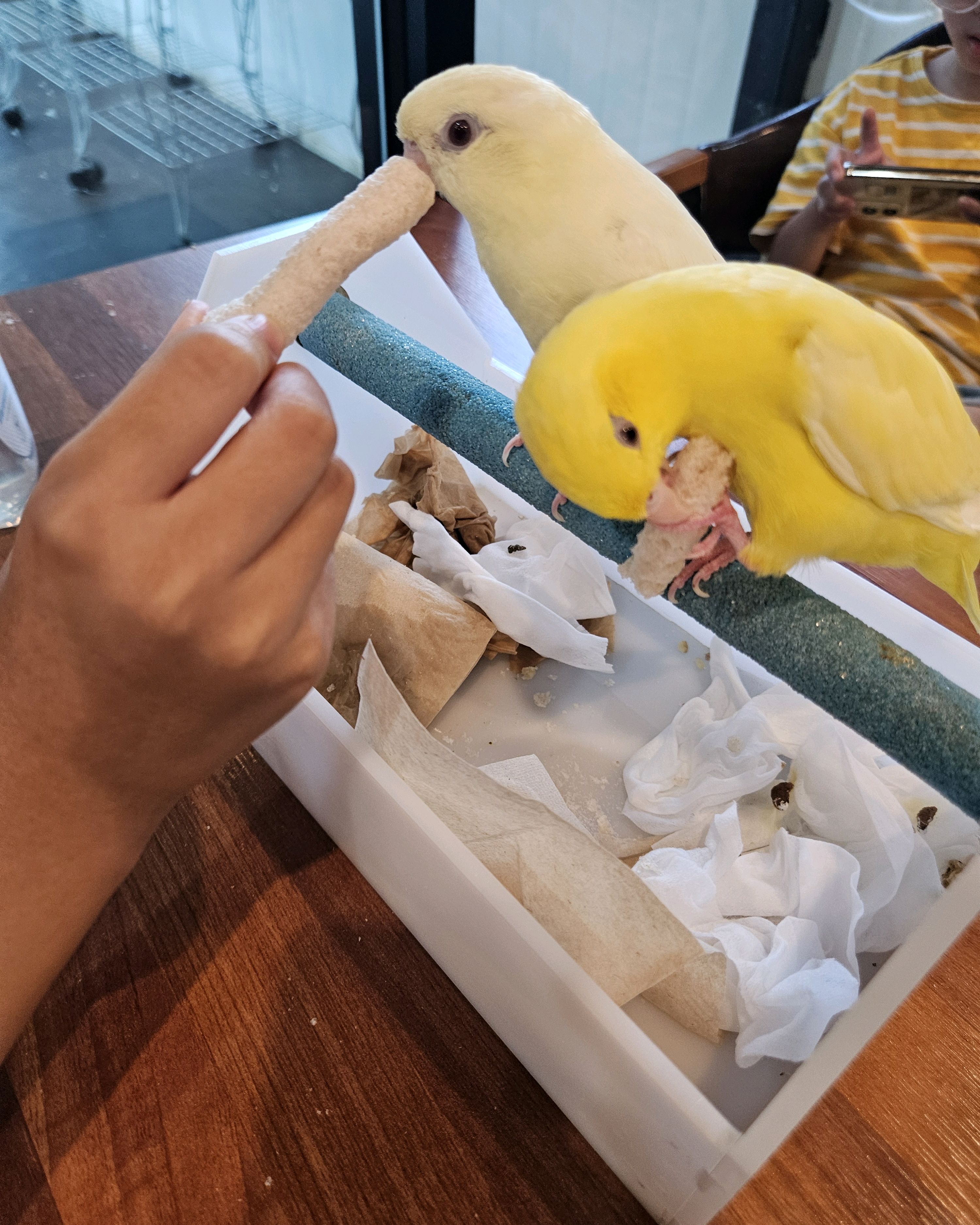 [삼척 맛집 버드브리즈] 직접 가본 로컬 리뷰