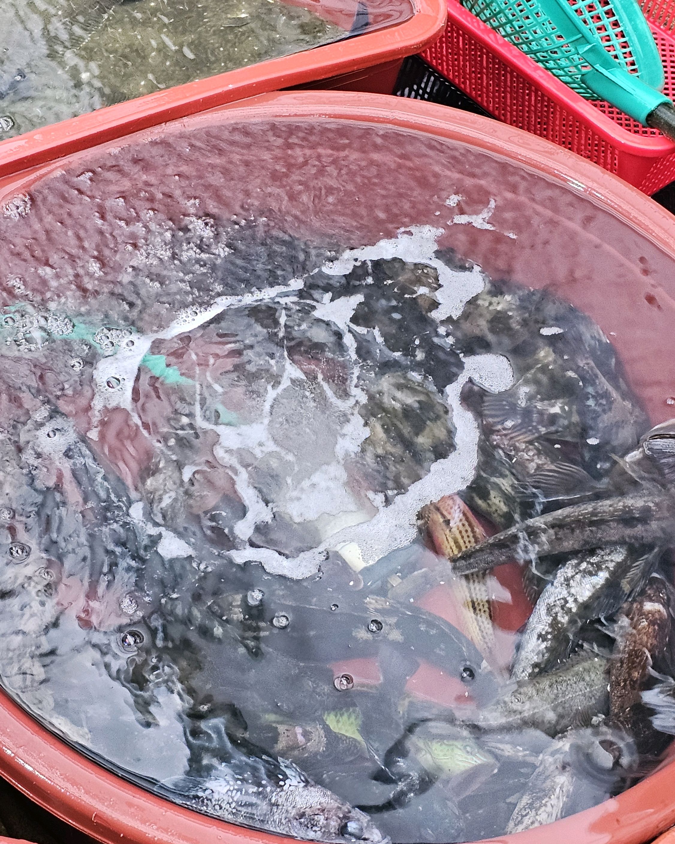 [삼척 맛집 금강산횟집] 직접 가본 로컬 리뷰