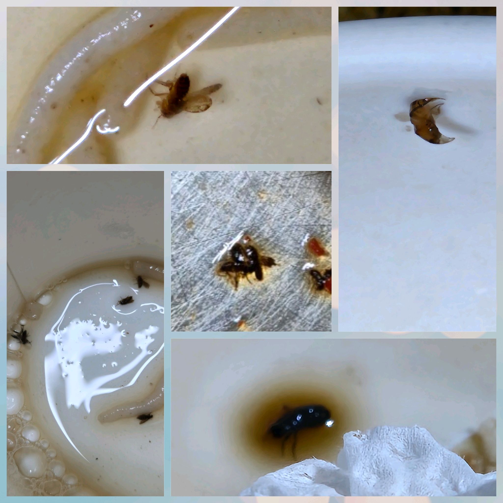 [춘천 맛집 삼대막국수] 직접 가본 로컬 리뷰