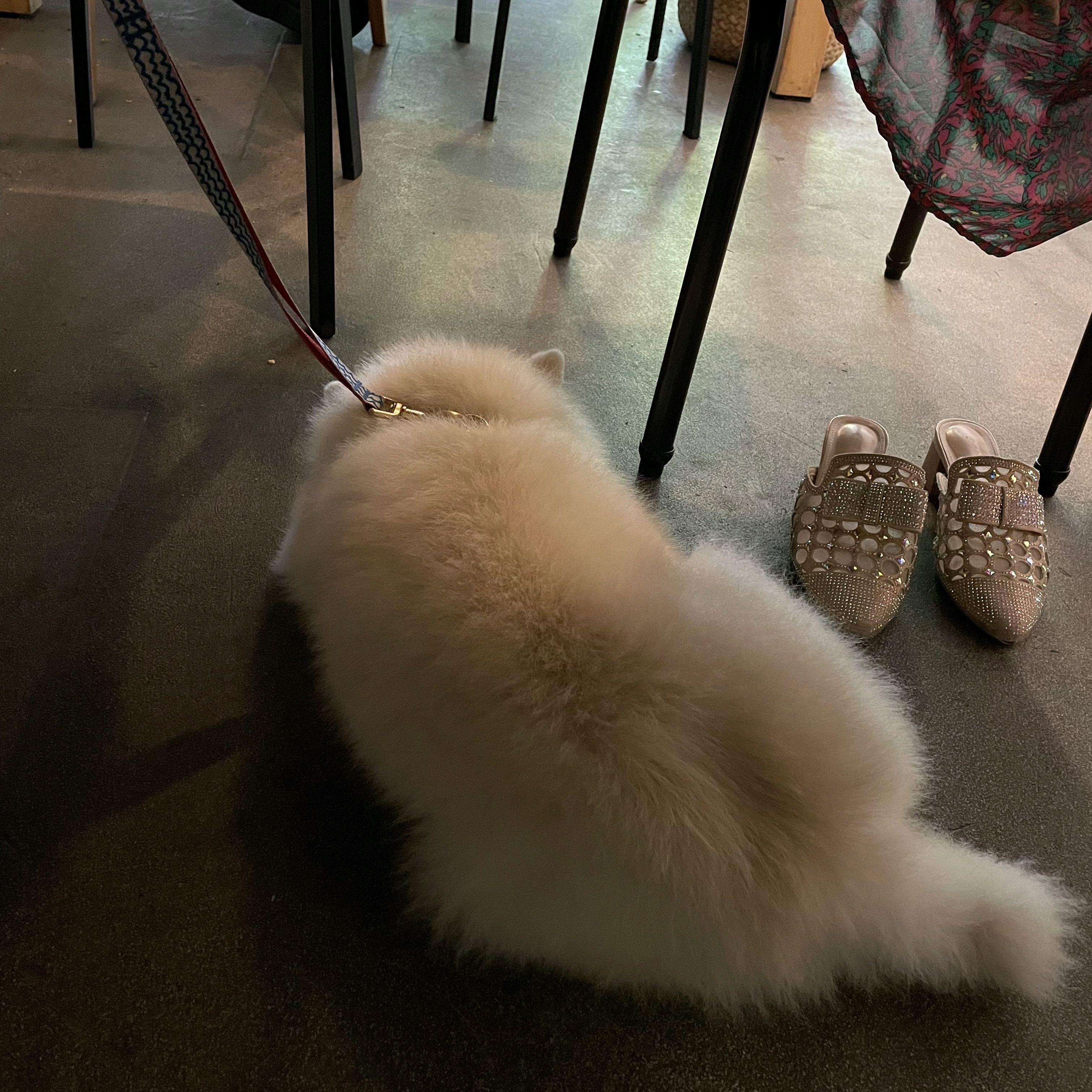 망원동의 동반 런치집을 열심히 찾다가 제 취향의 음식으로만 메뉴판이 구성된걸 보고 홀린듯