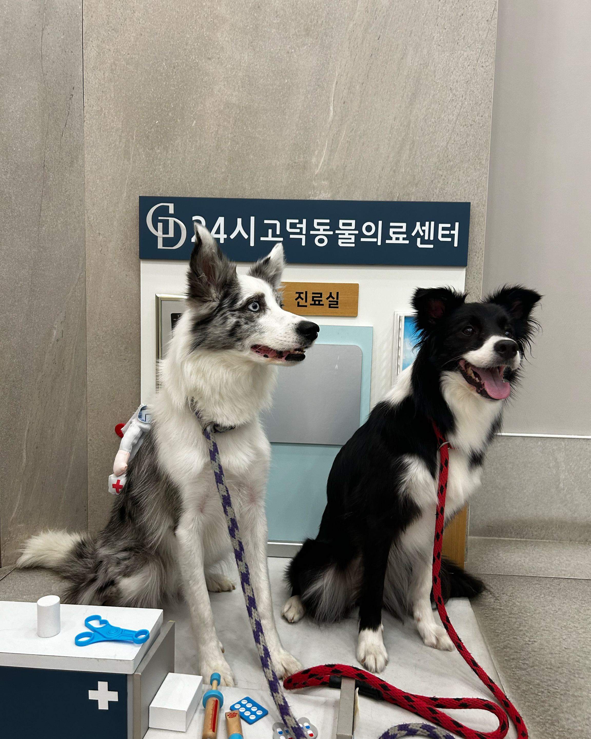 24시 고덕동물의료센터 사진 2