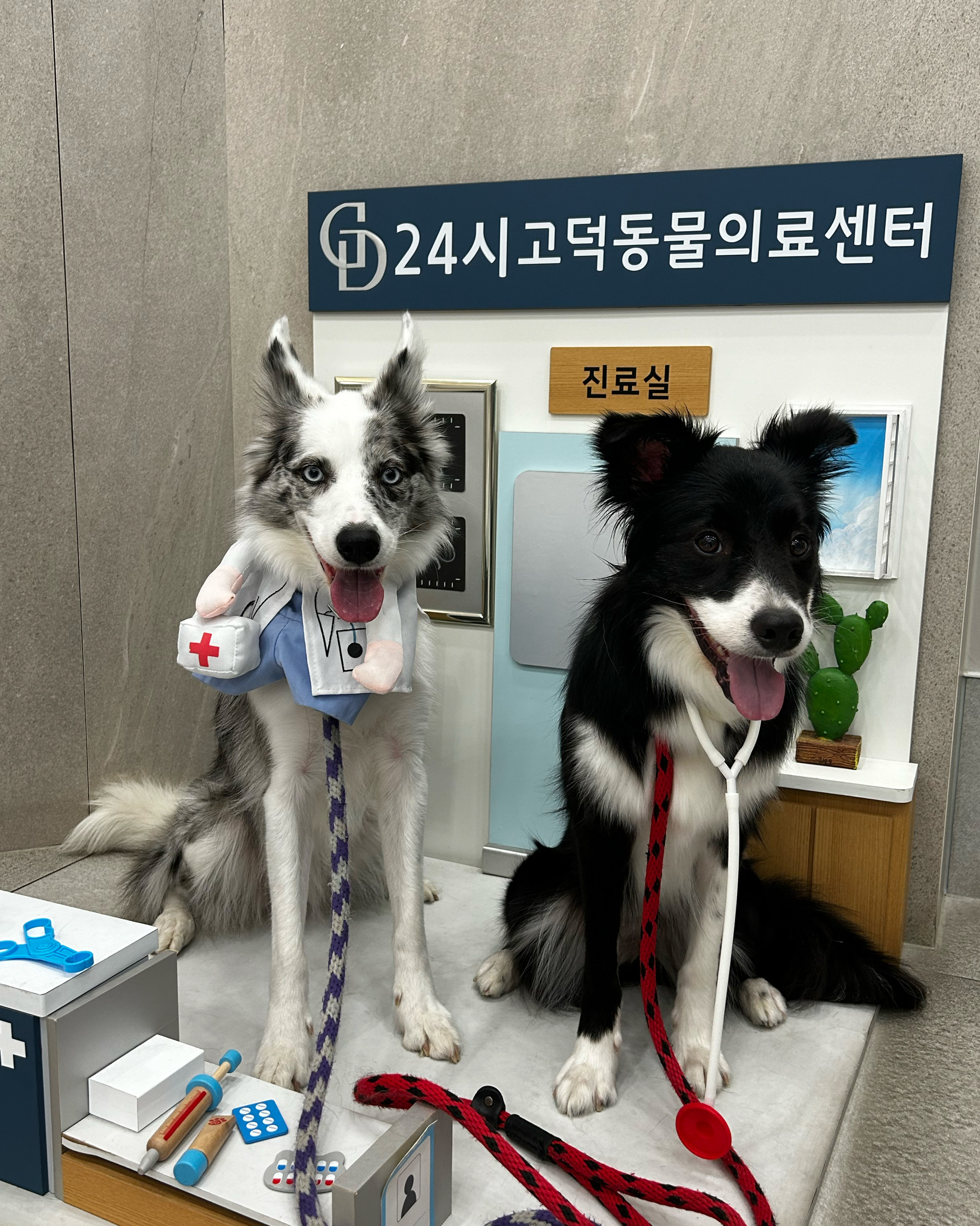 24시 고덕동물의료센터 사진 3