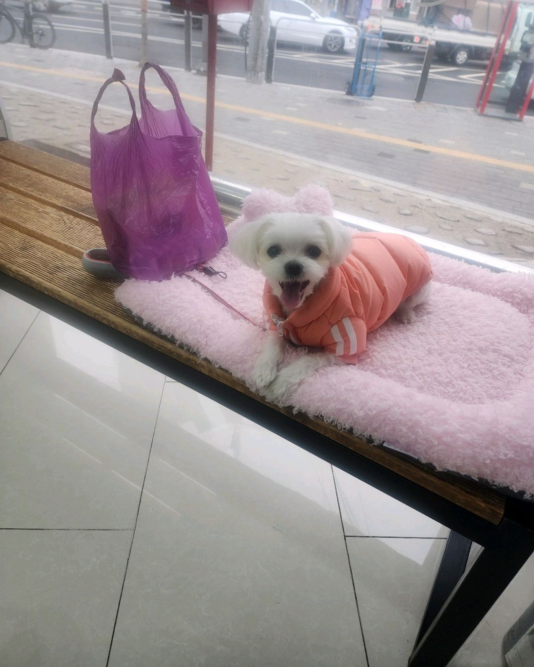 주주동물병원 사진 2
