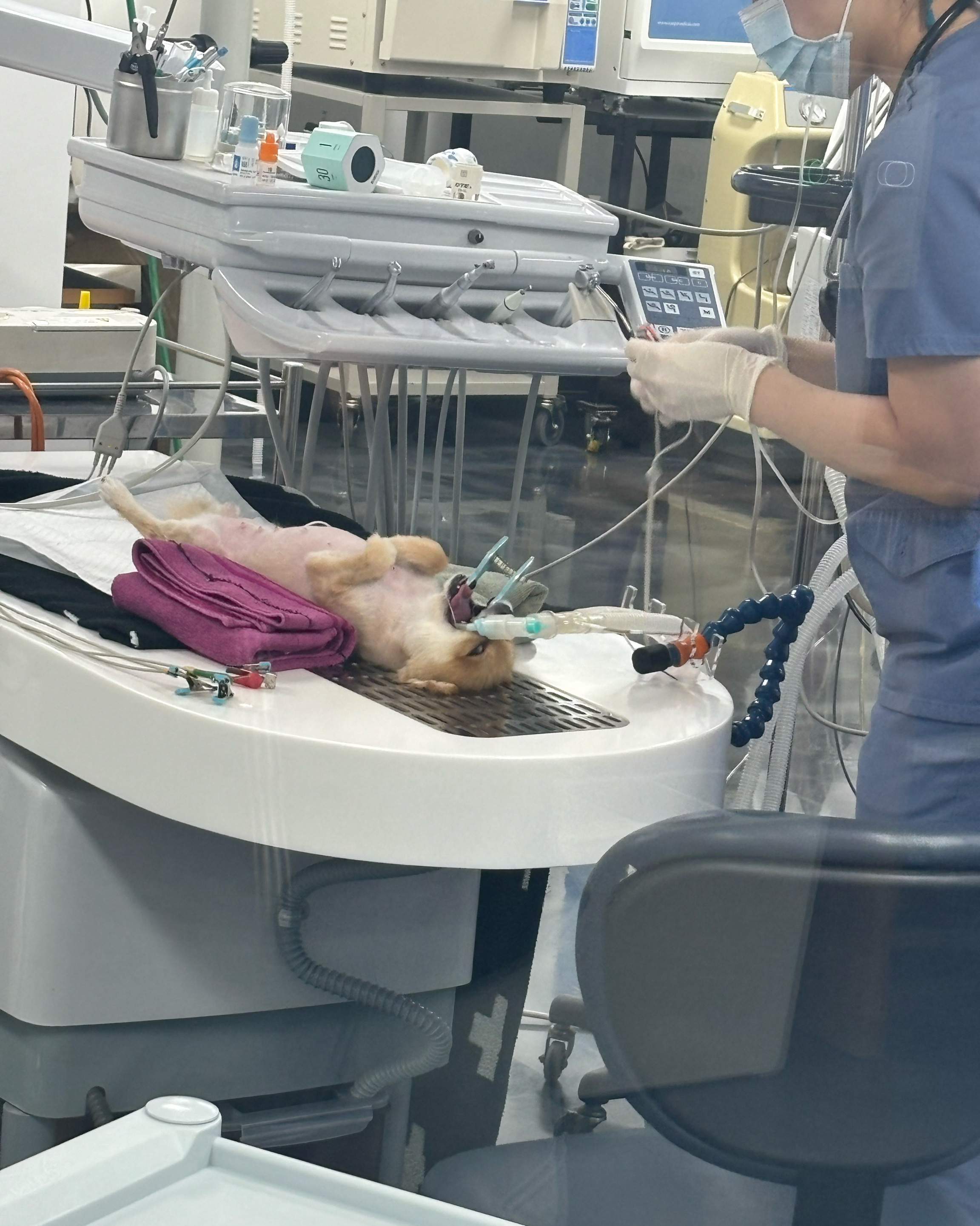 베를린 동물치과센터 사진 2
