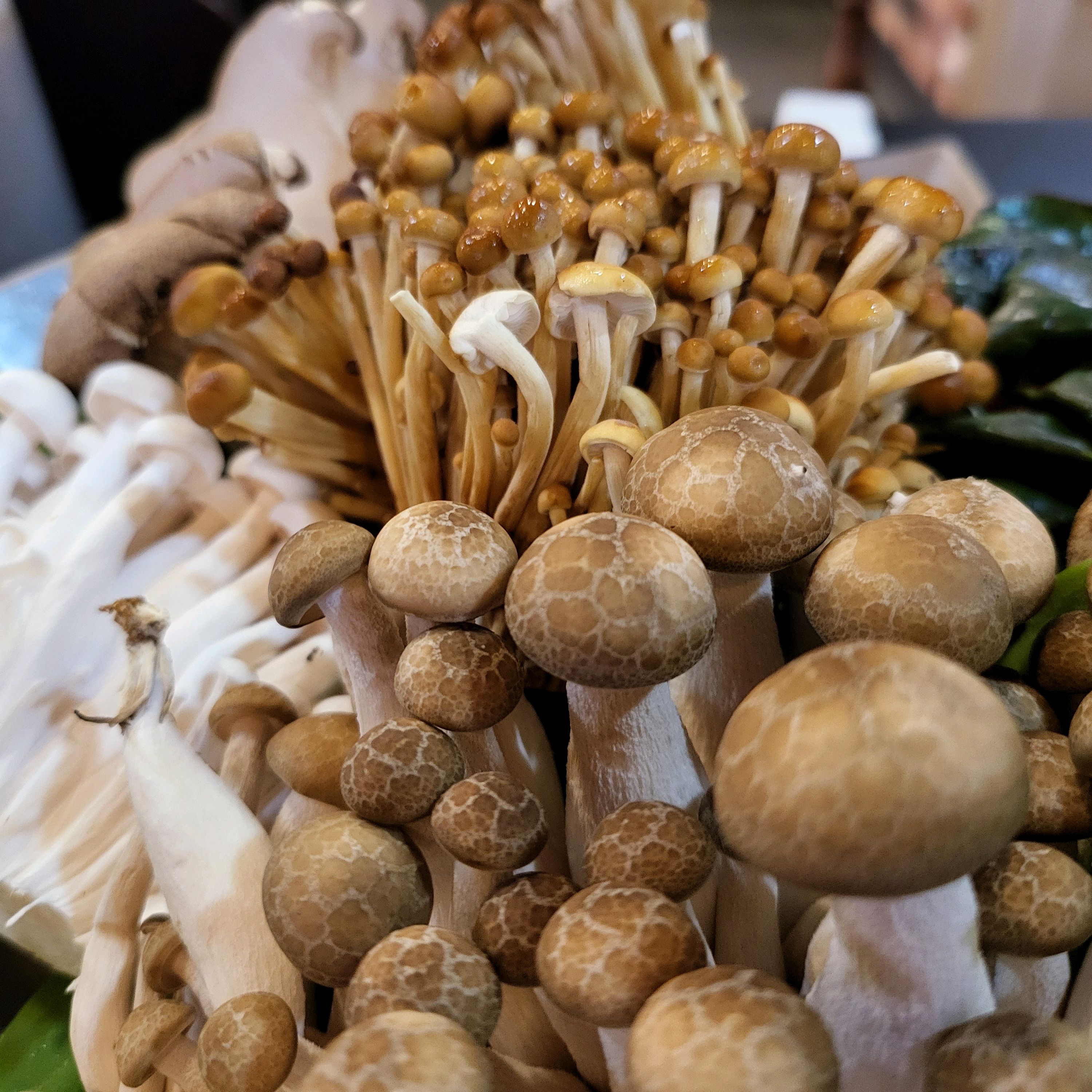 버섯샤브 넘 좋아요~ 🍄 🍄 - 식사동 맛집 소담촌 식사점