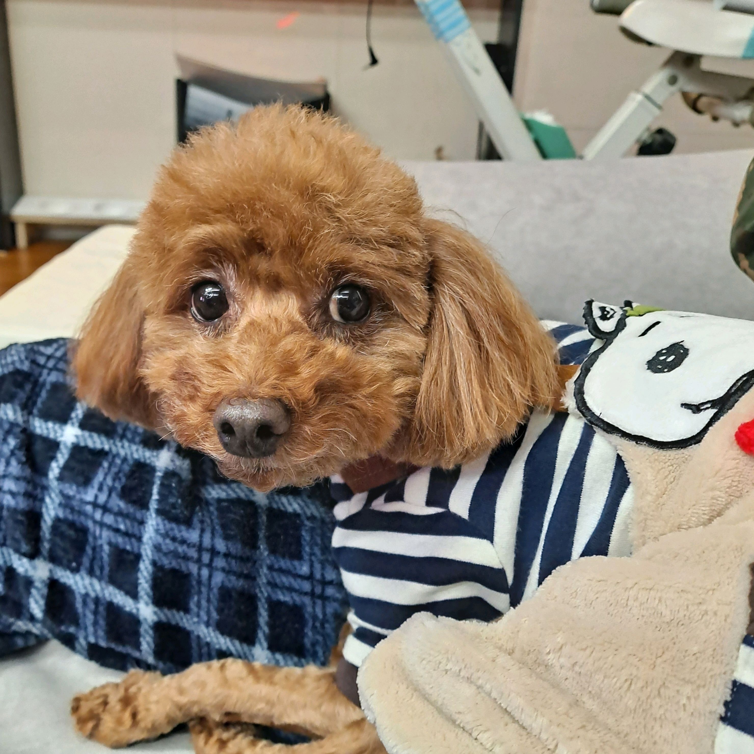 소망 동물병원 사진 2