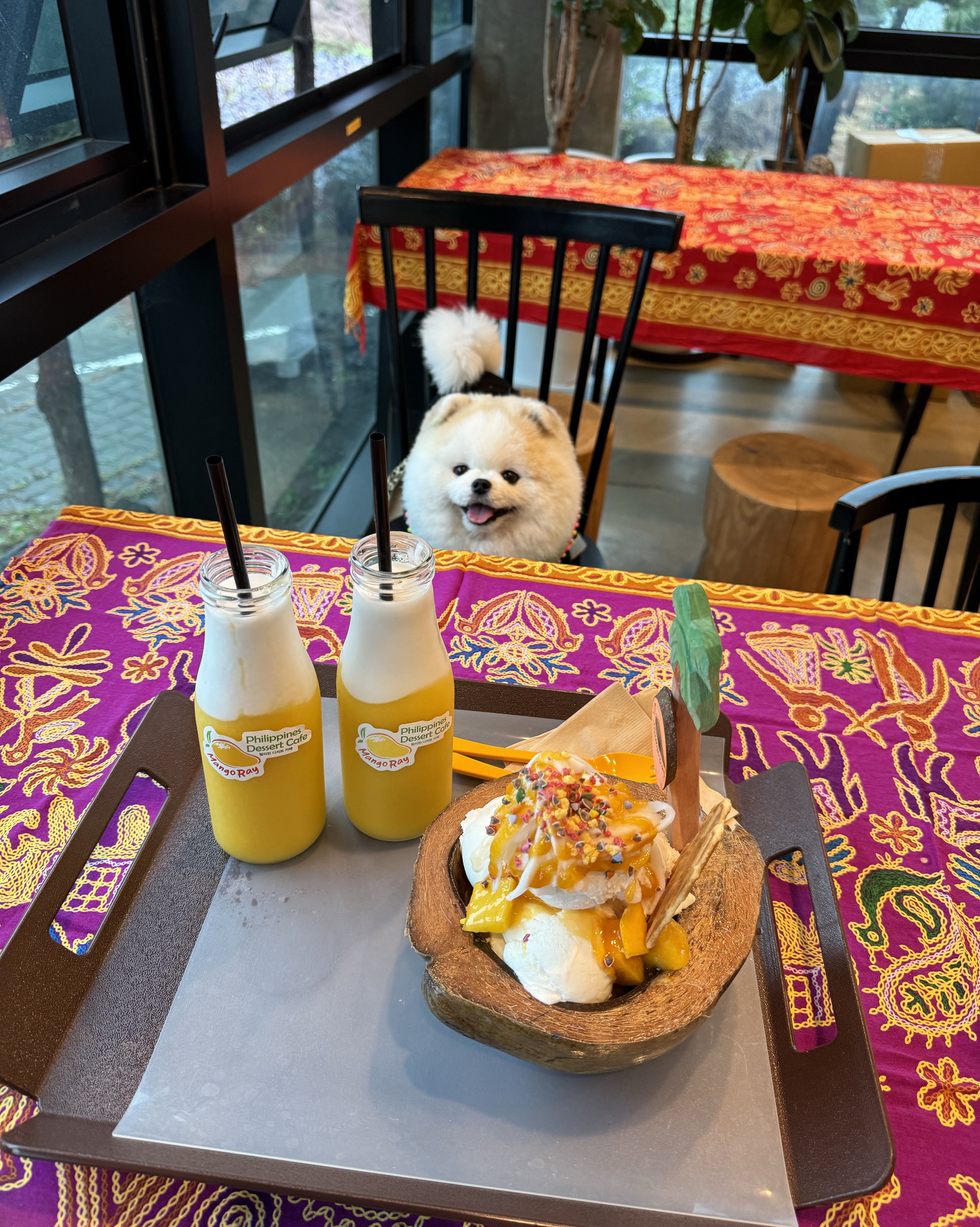 [애월 맛집 망고레이 본점] 직접 가본 로컬 리뷰