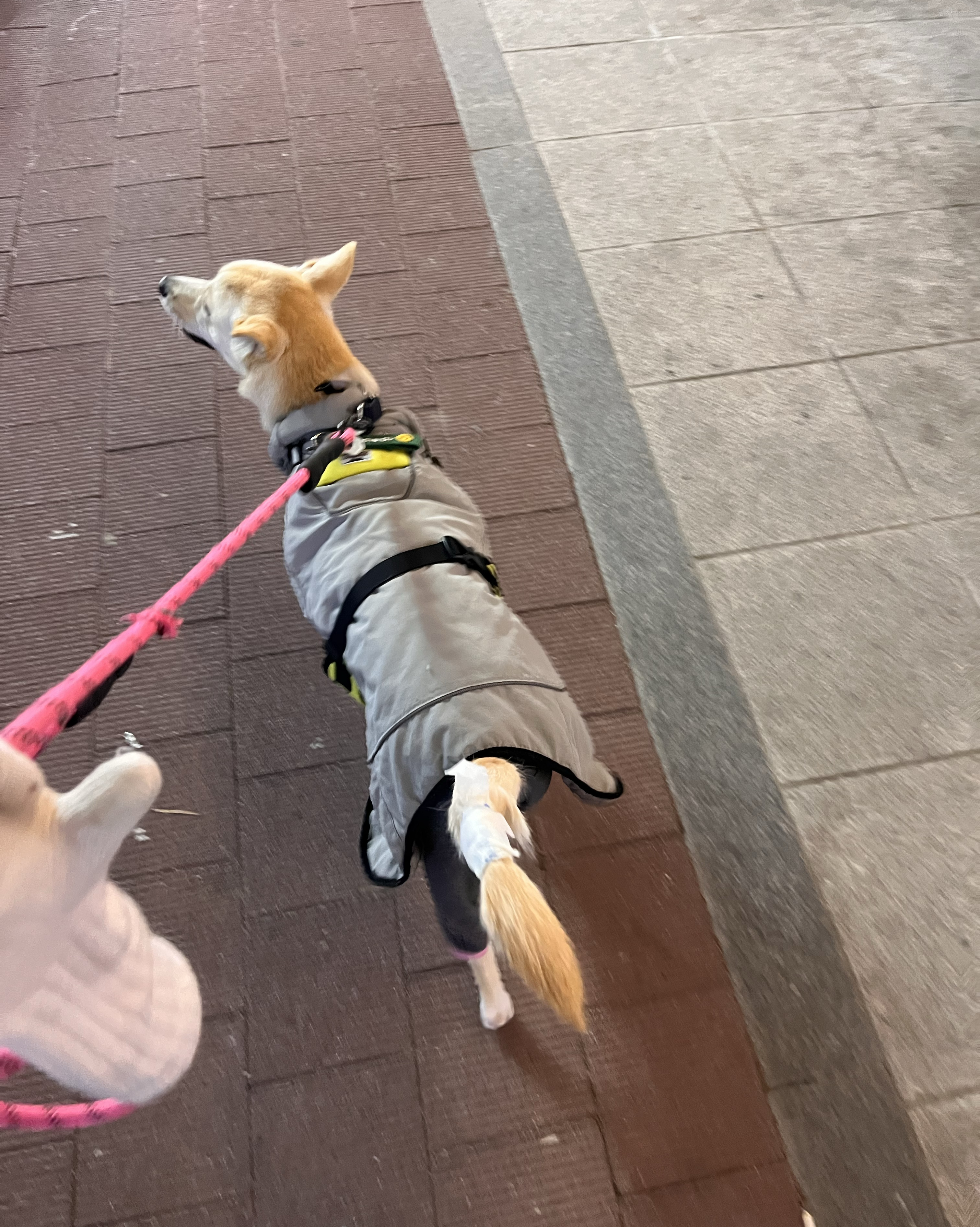 하트만 동물병원 사진 4