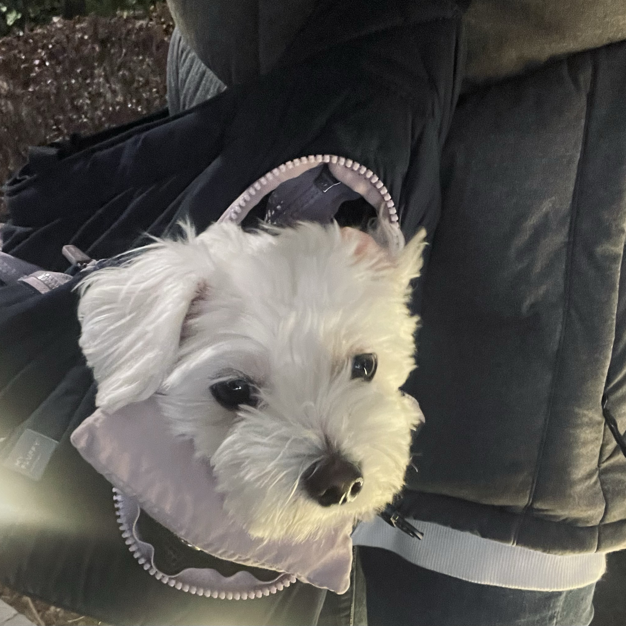 고덕 동물의료센터 사진 4