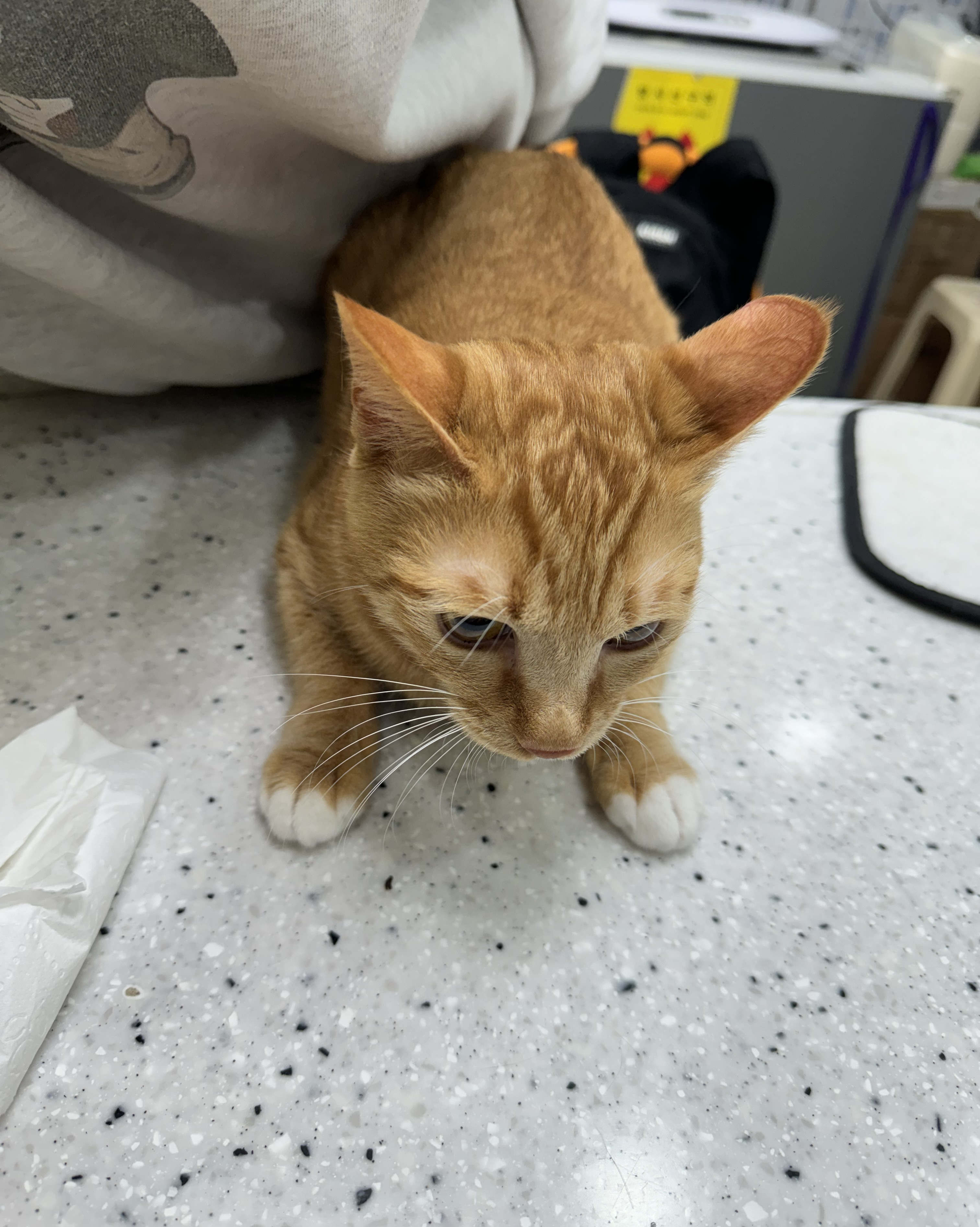 DS동물병원 사진 2
