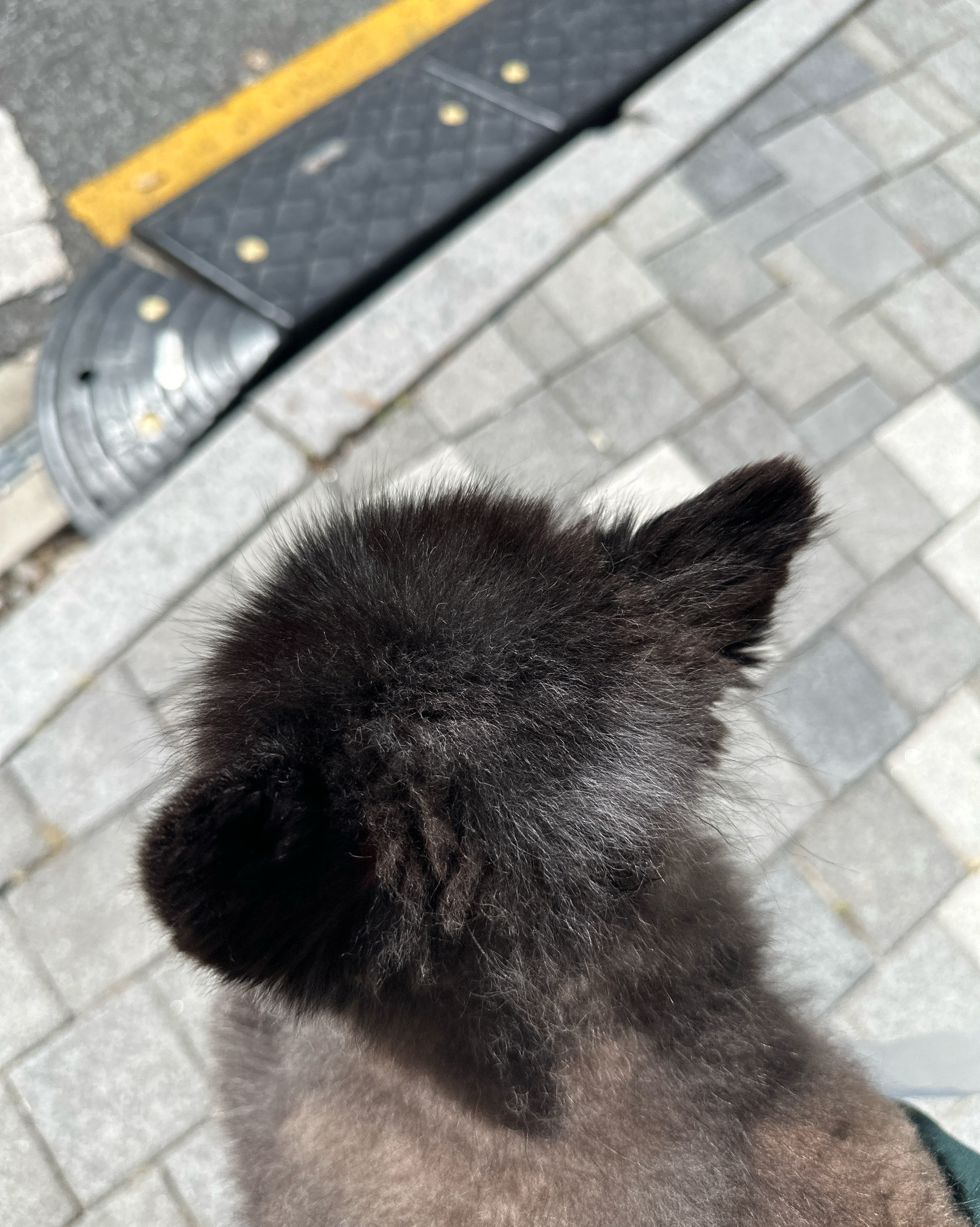 수서동물병원 사진 2