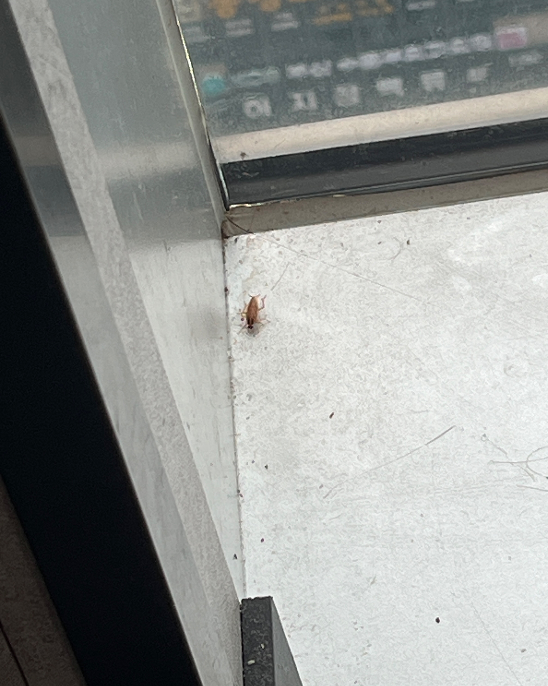 밥먹고 있는데 바퀴(?)...가 옆으로 지나다녀요... 밥도 리뉴얼전보다 못한 것 같습니다