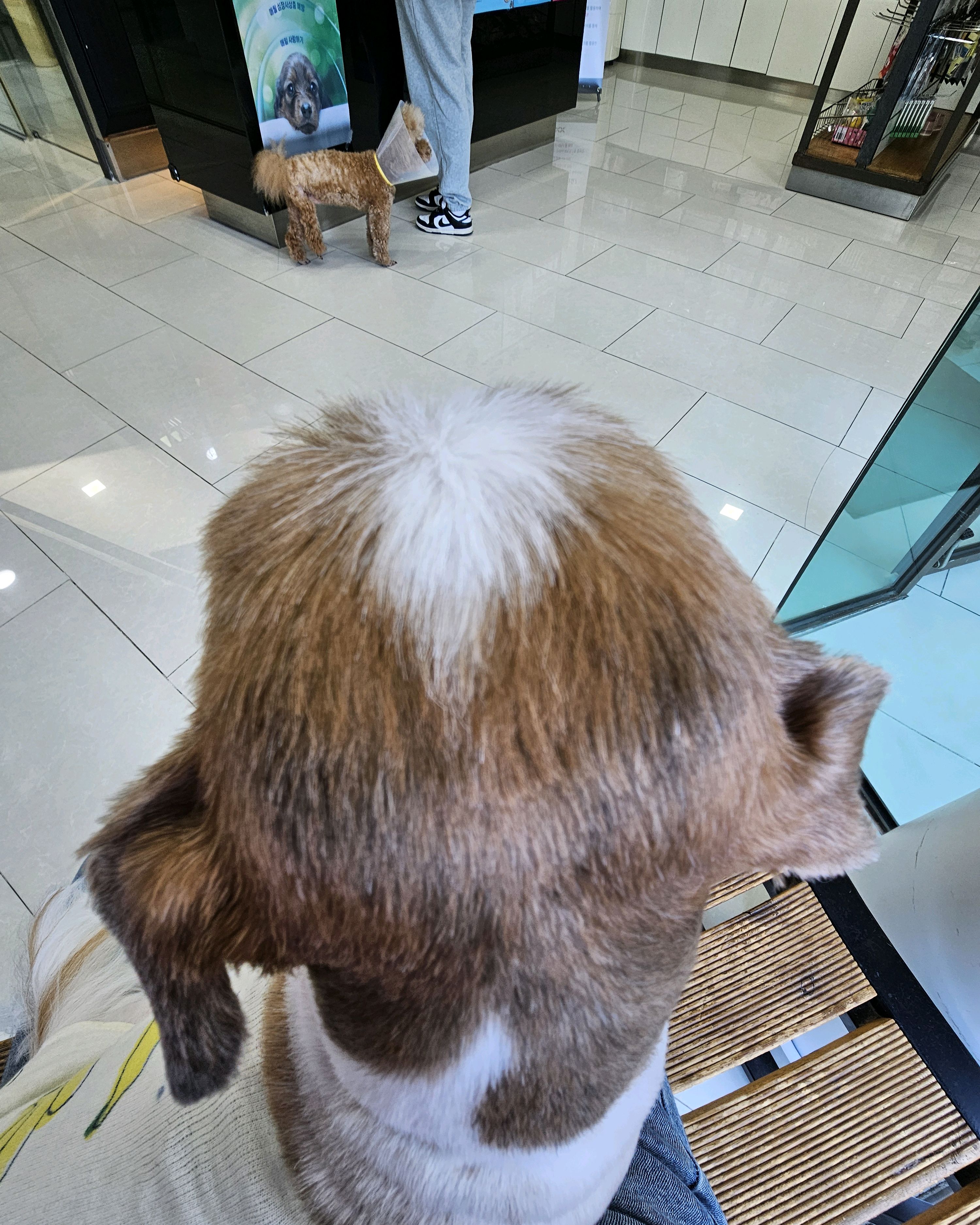 주주동물병원 사진 4
