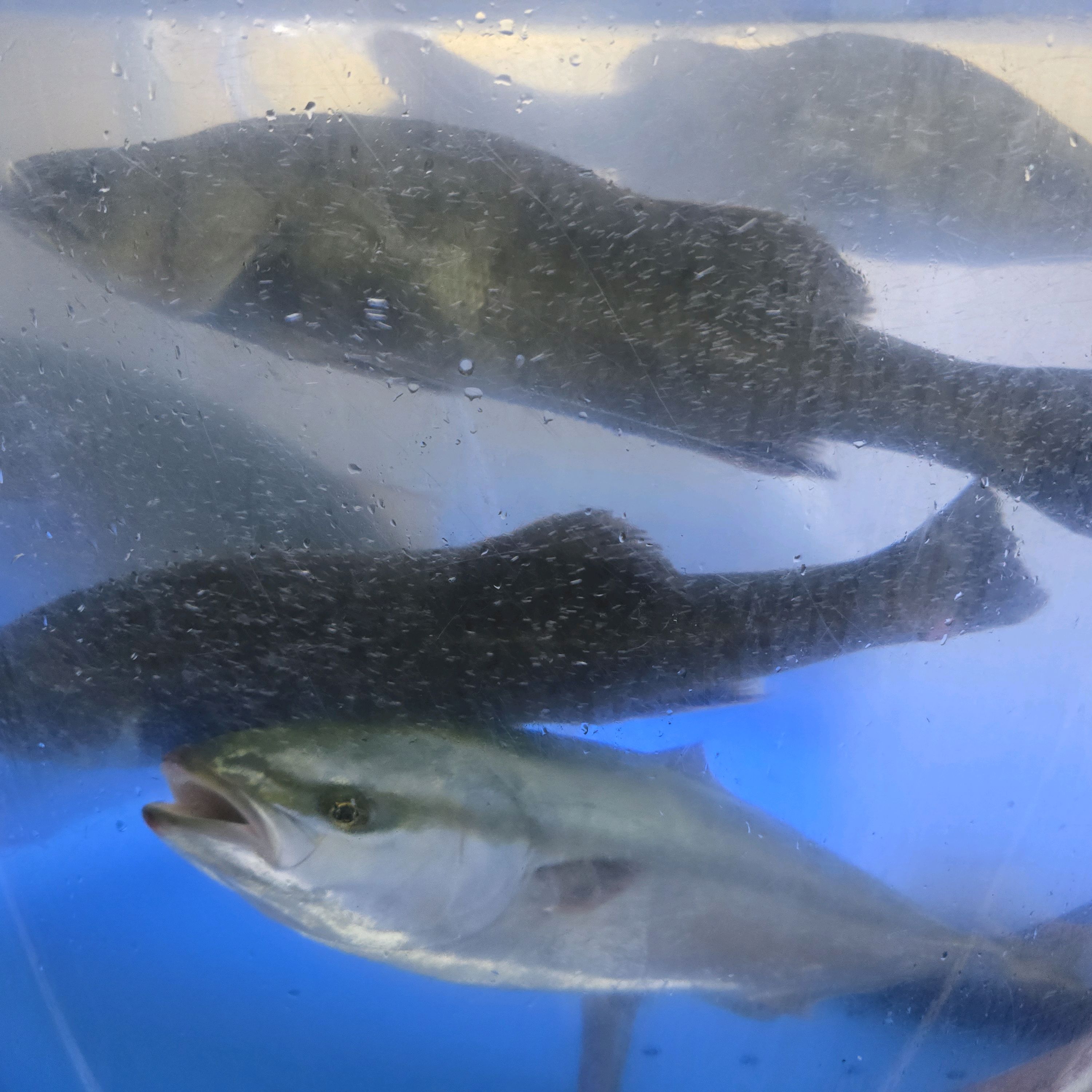
과천역식당 속초오징어어시장 과천점