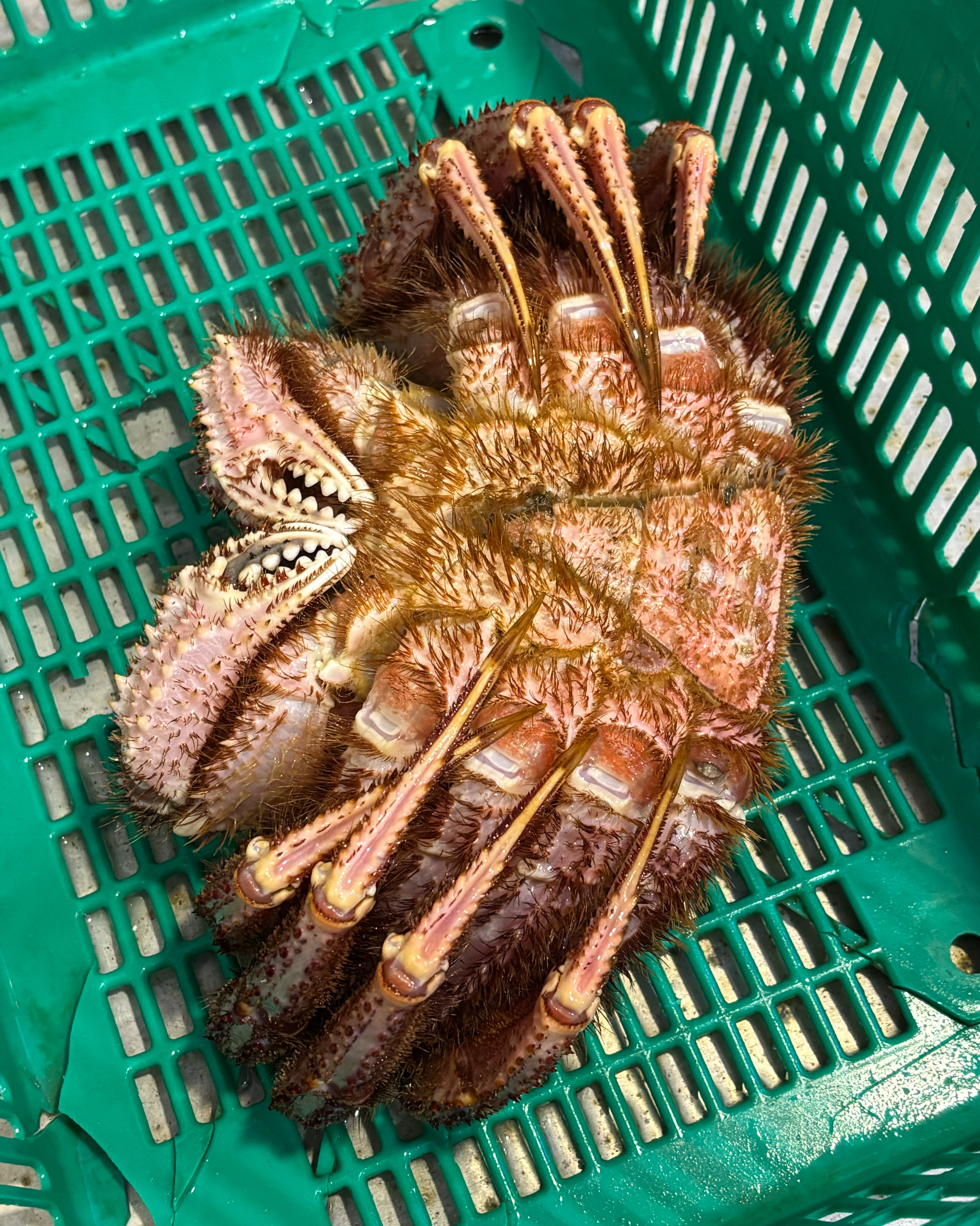 [강릉 맛집 신대게나라] 직접 가본 로컬 리뷰