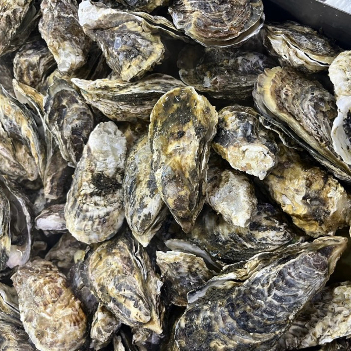 [여수 맛집 화양원조굴구이 2호점] 직접 가본 로컬 리뷰