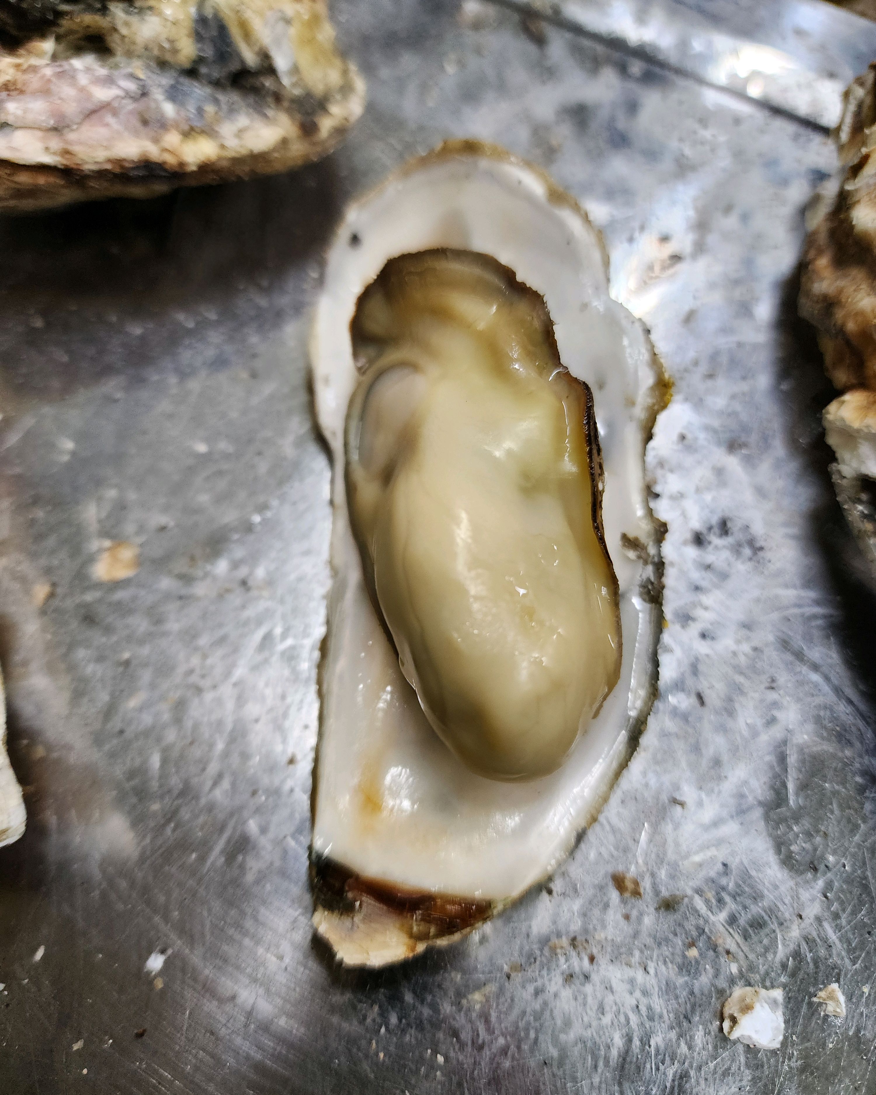 [여수 맛집 순애네 굴구이] 직접 가본 로컬 리뷰